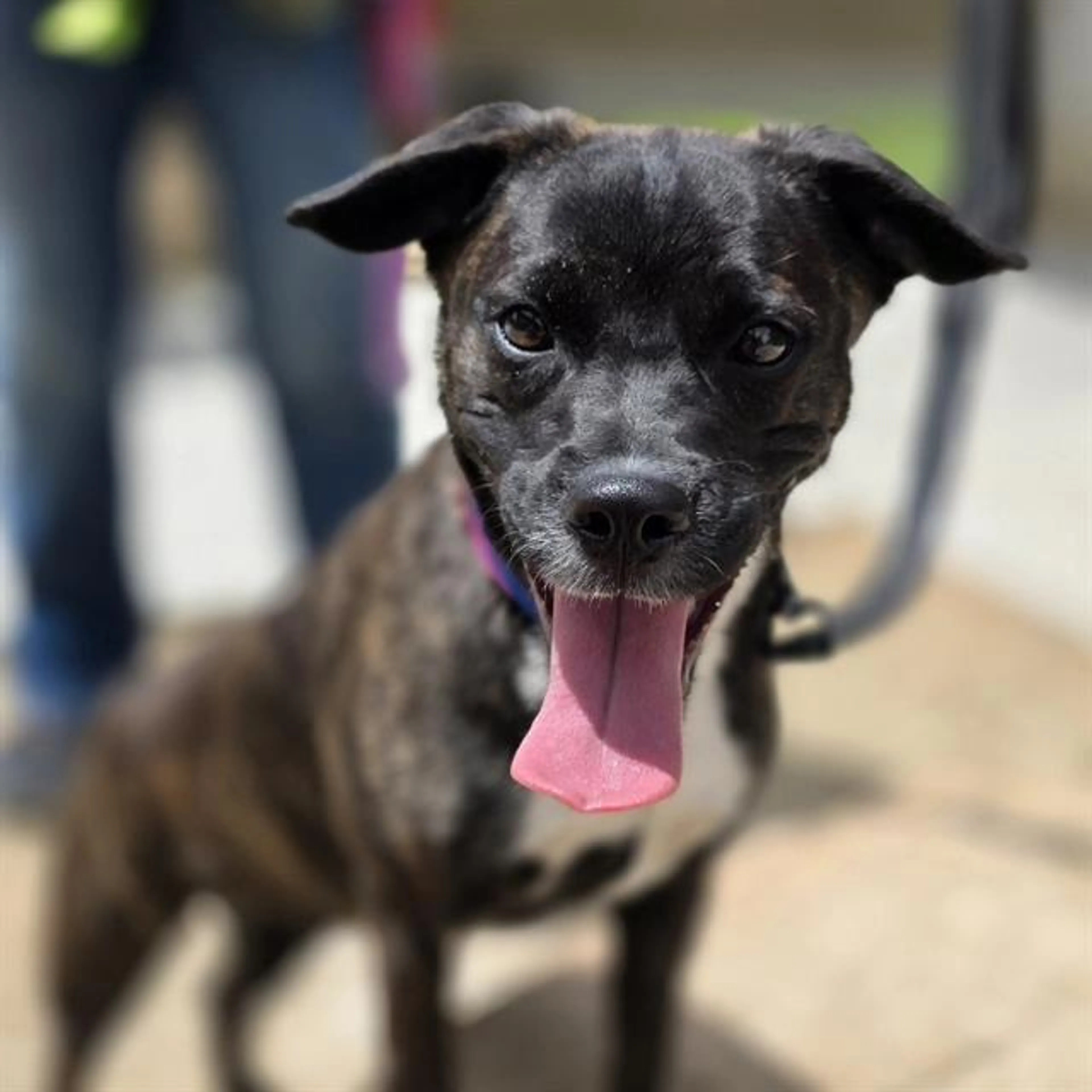 Found pet