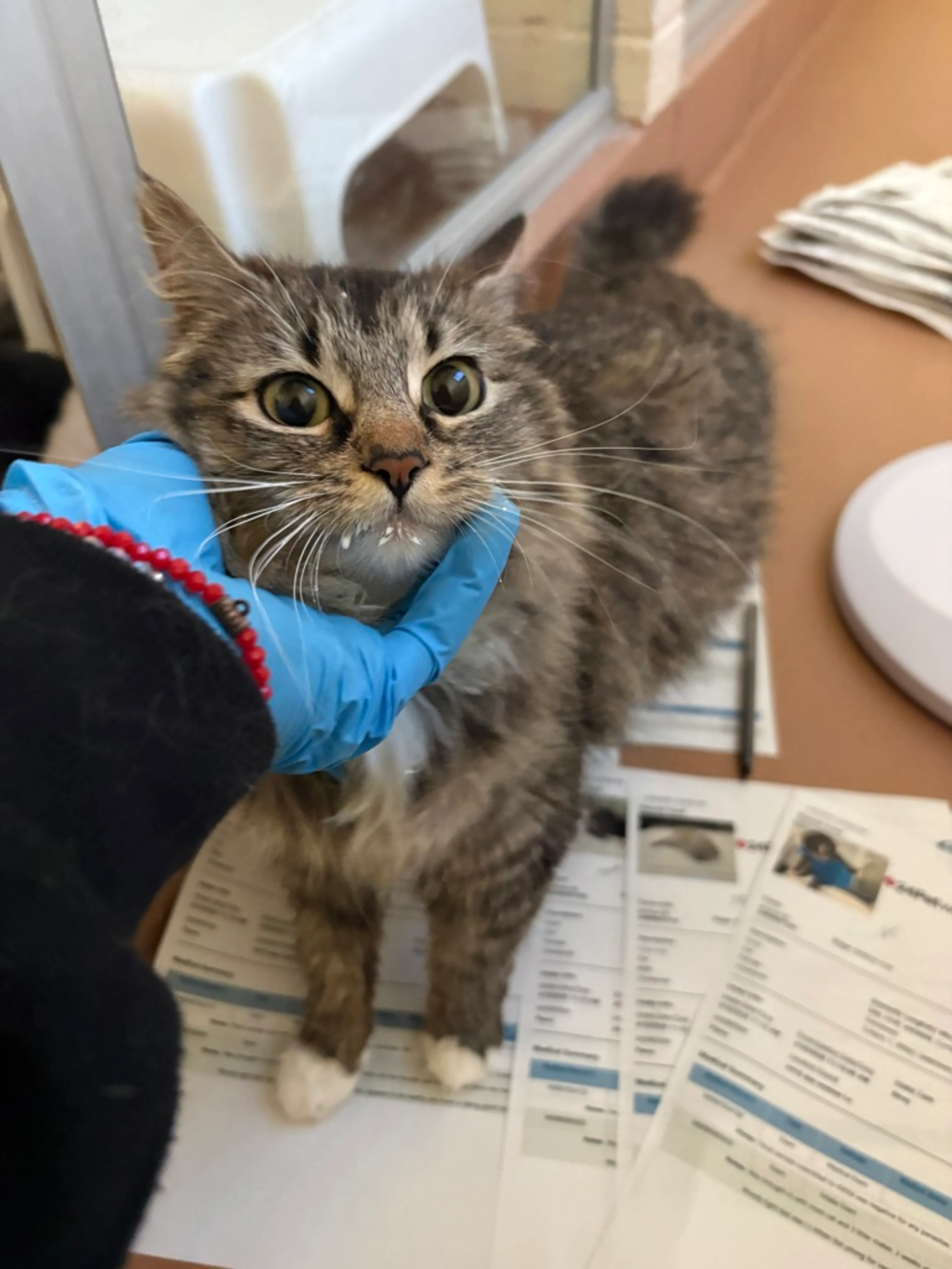 Found pet