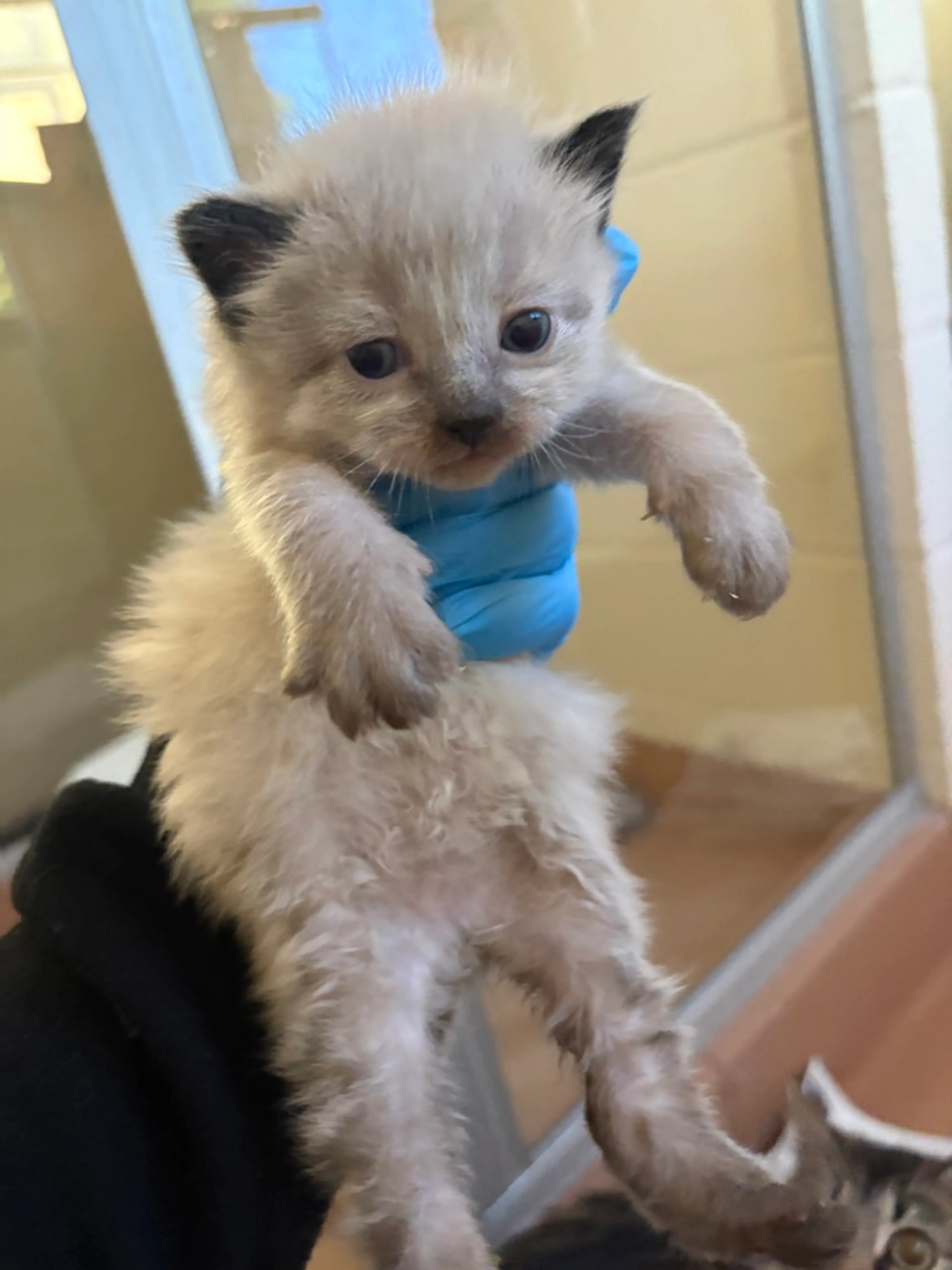 Found pet