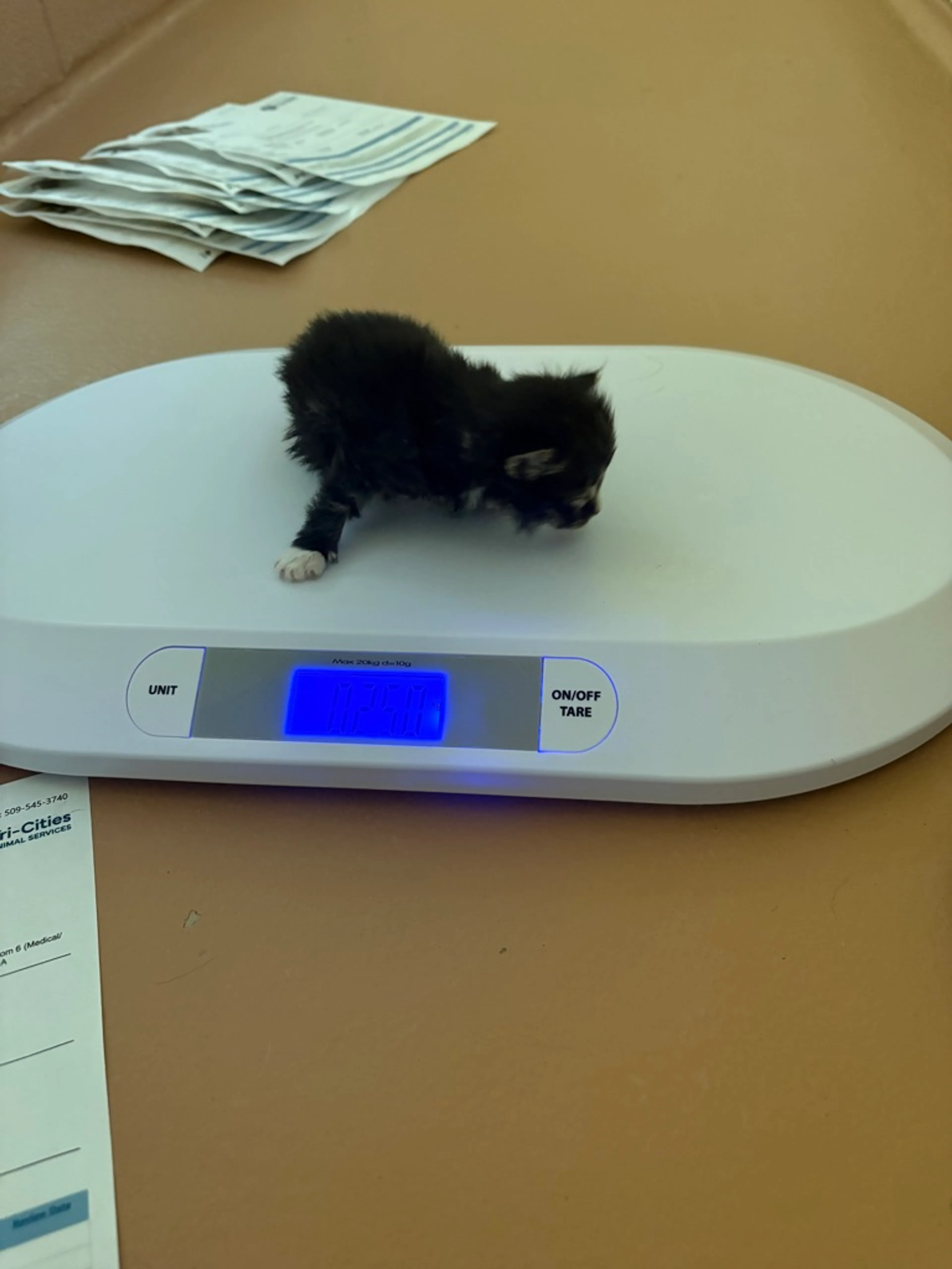 Found pet