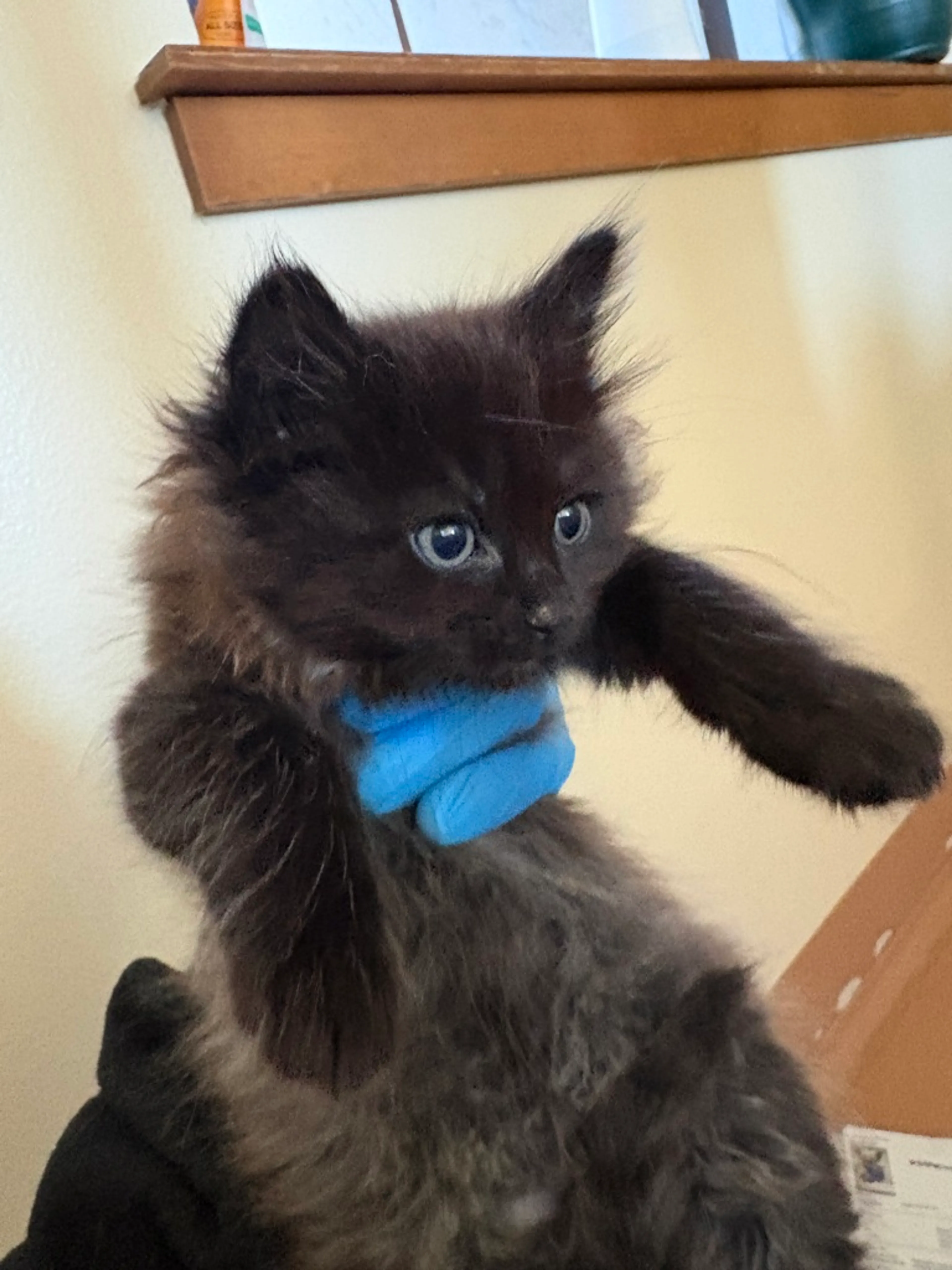 Found pet