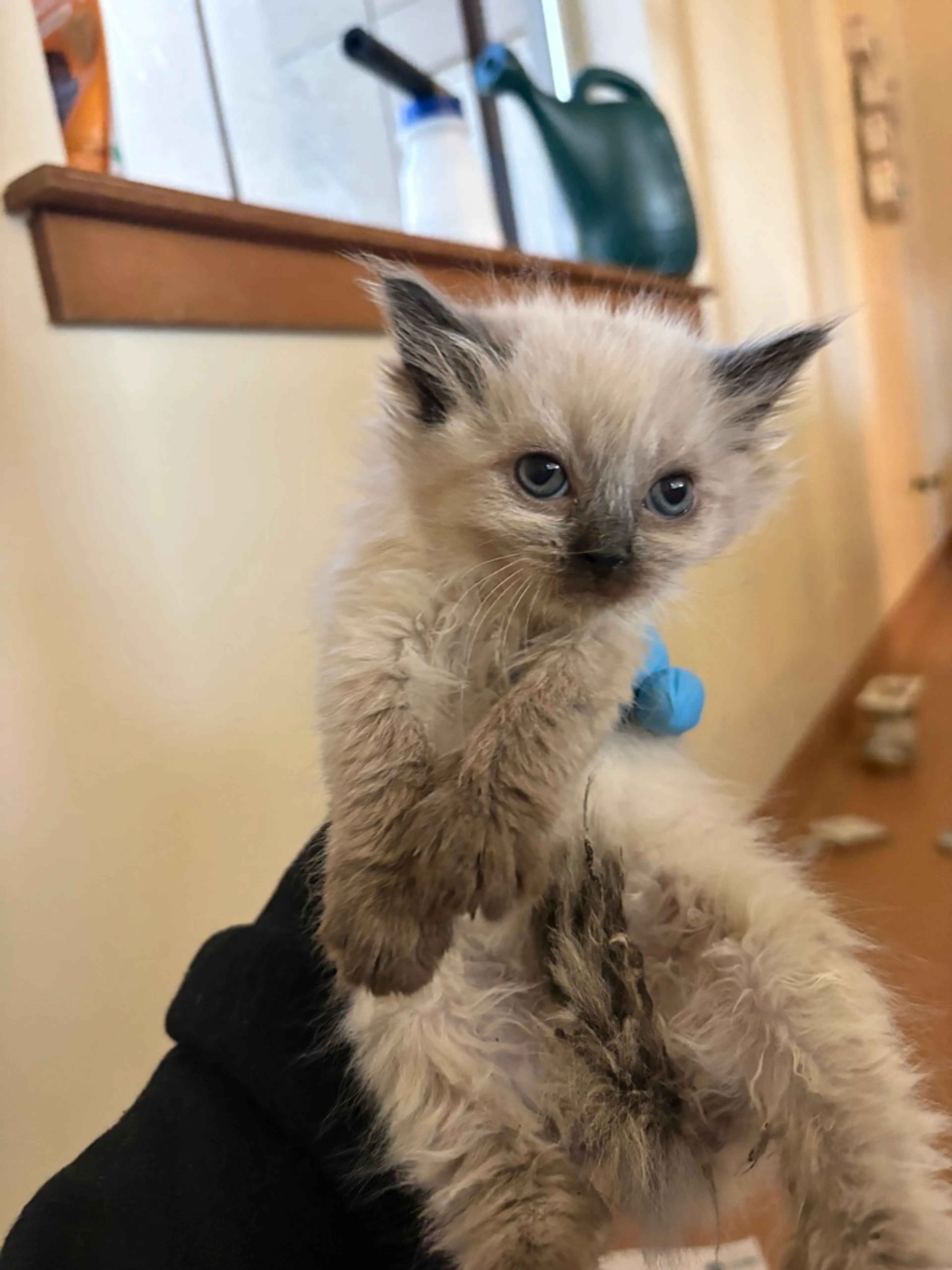 Found pet