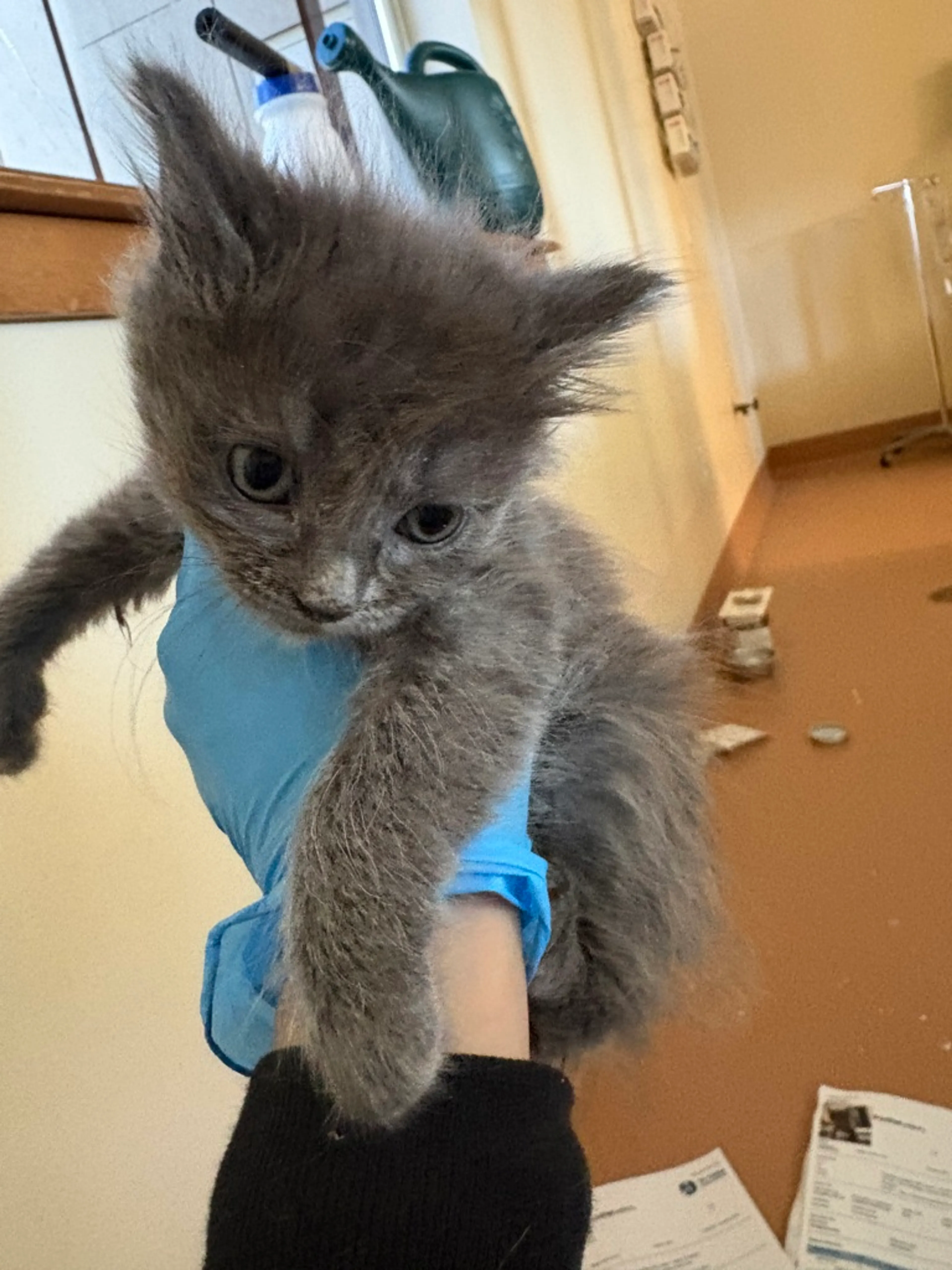 Found pet