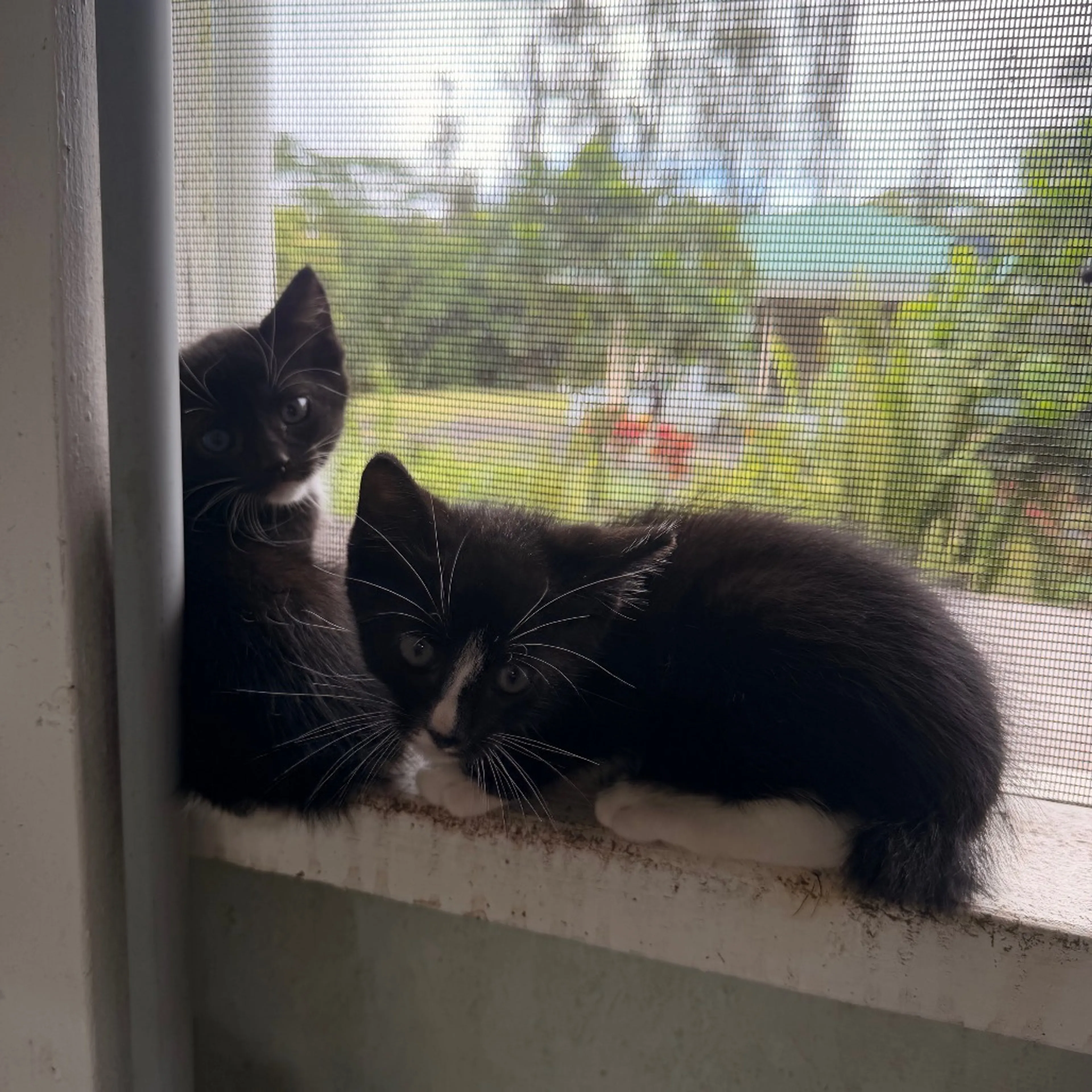 Found pet-4