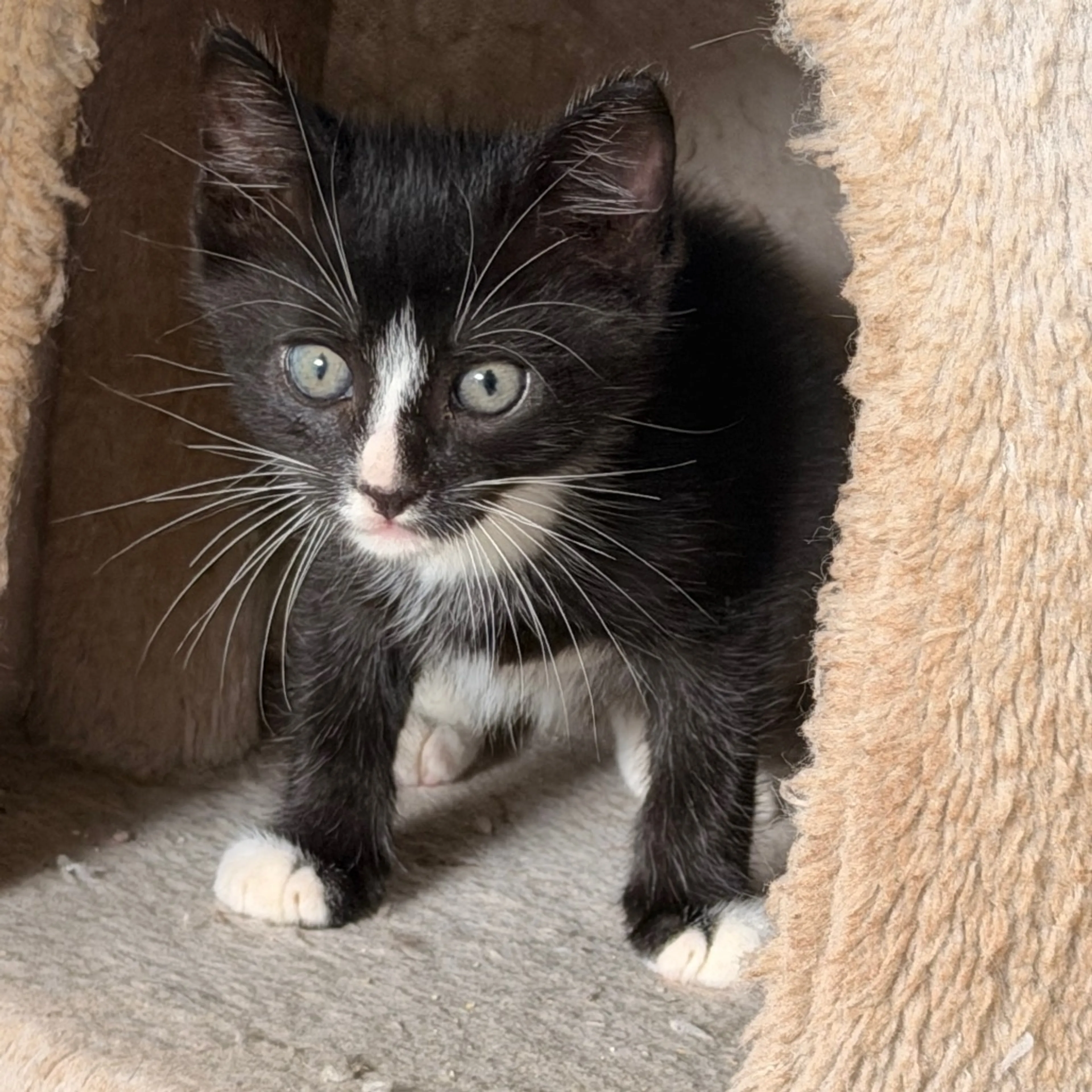 Found pet-1