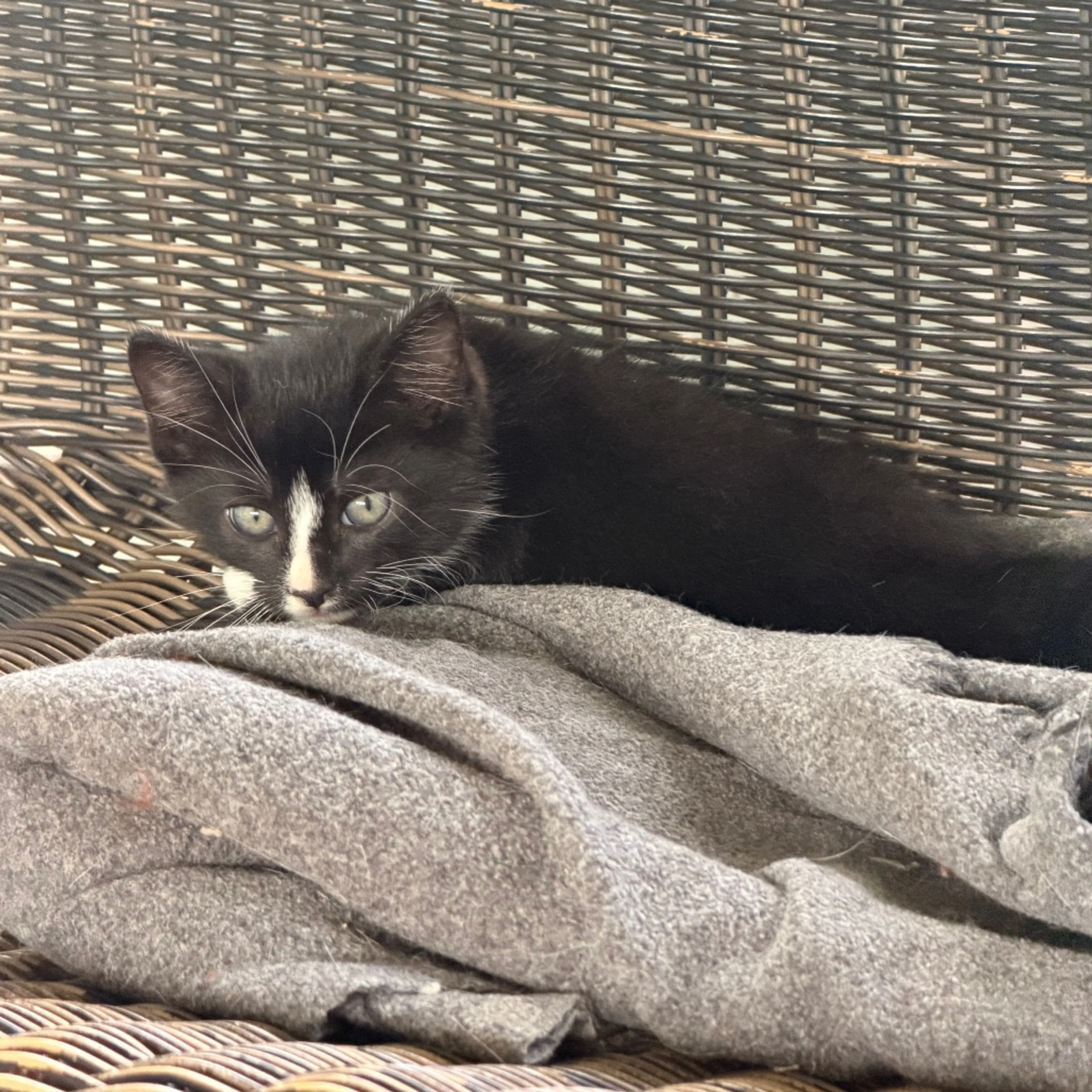 Found pet-2