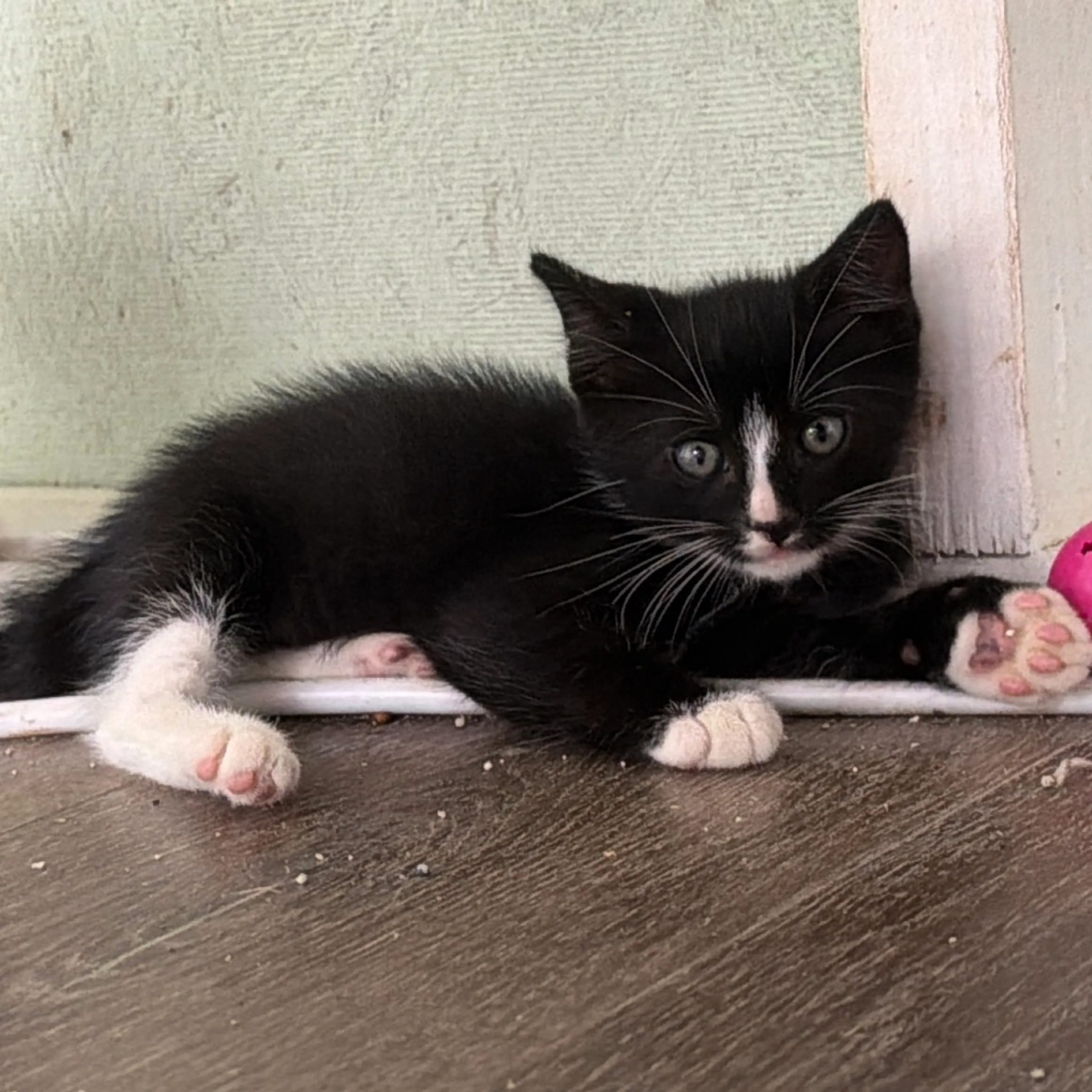 Found pet-3