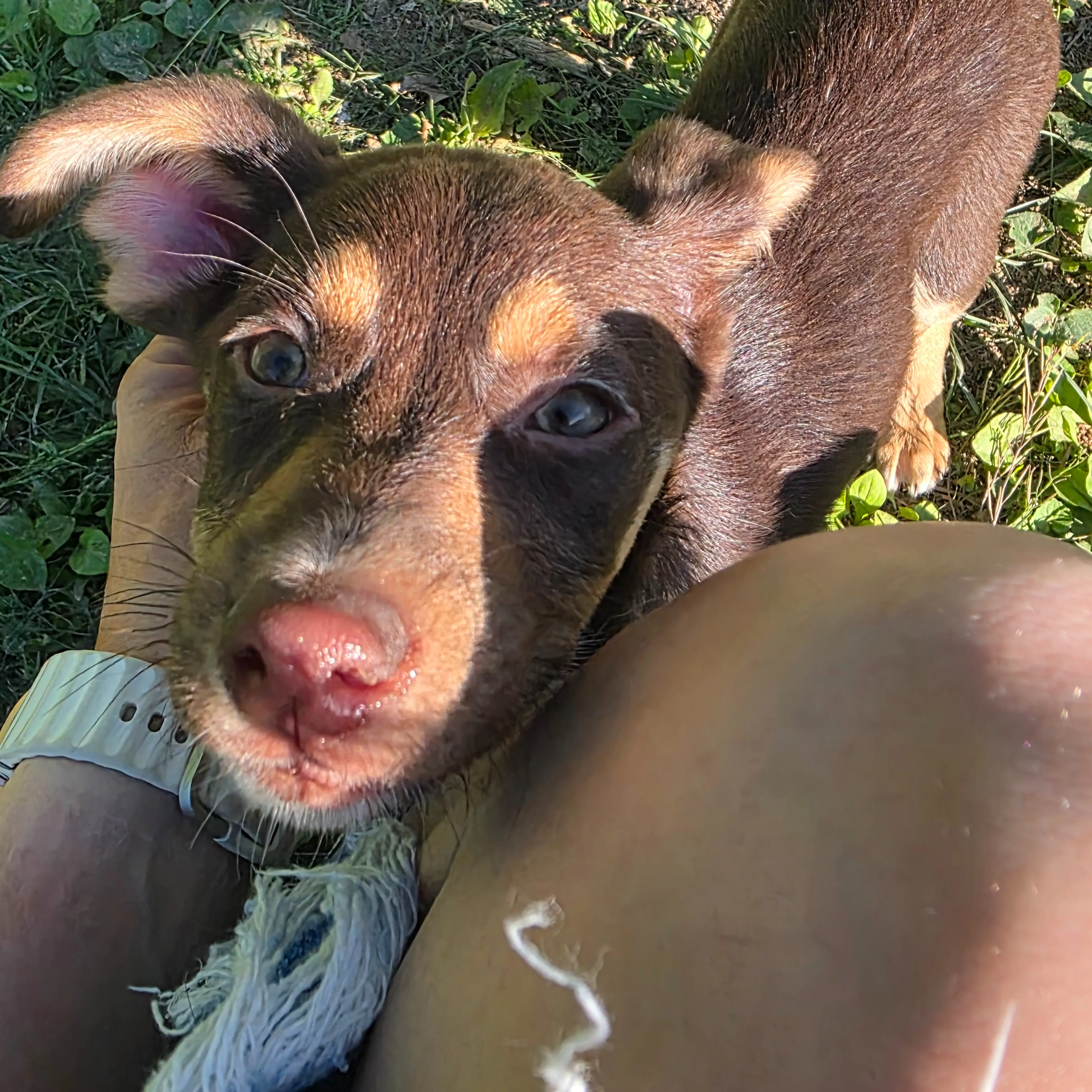 Found pet-1