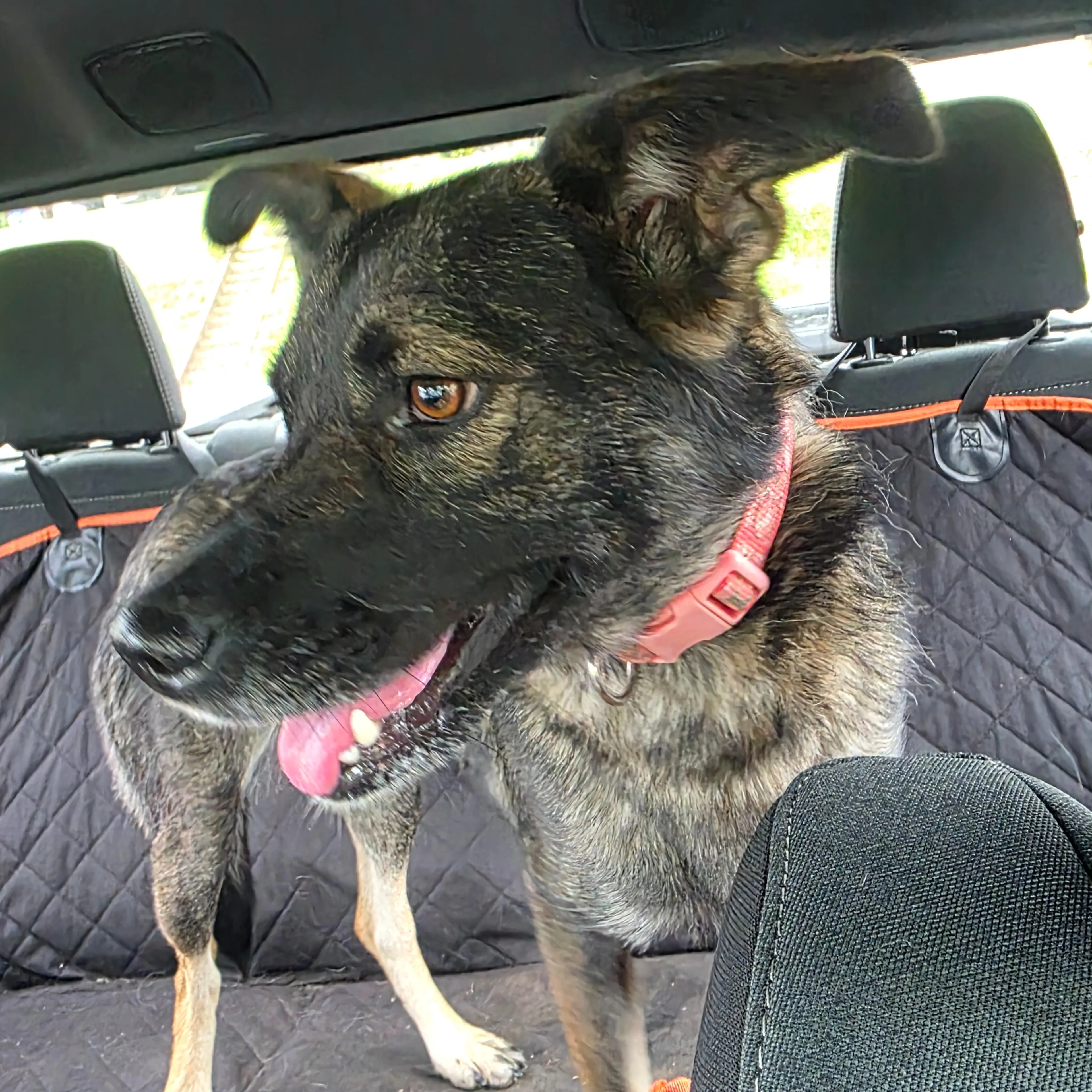Found pet-2
