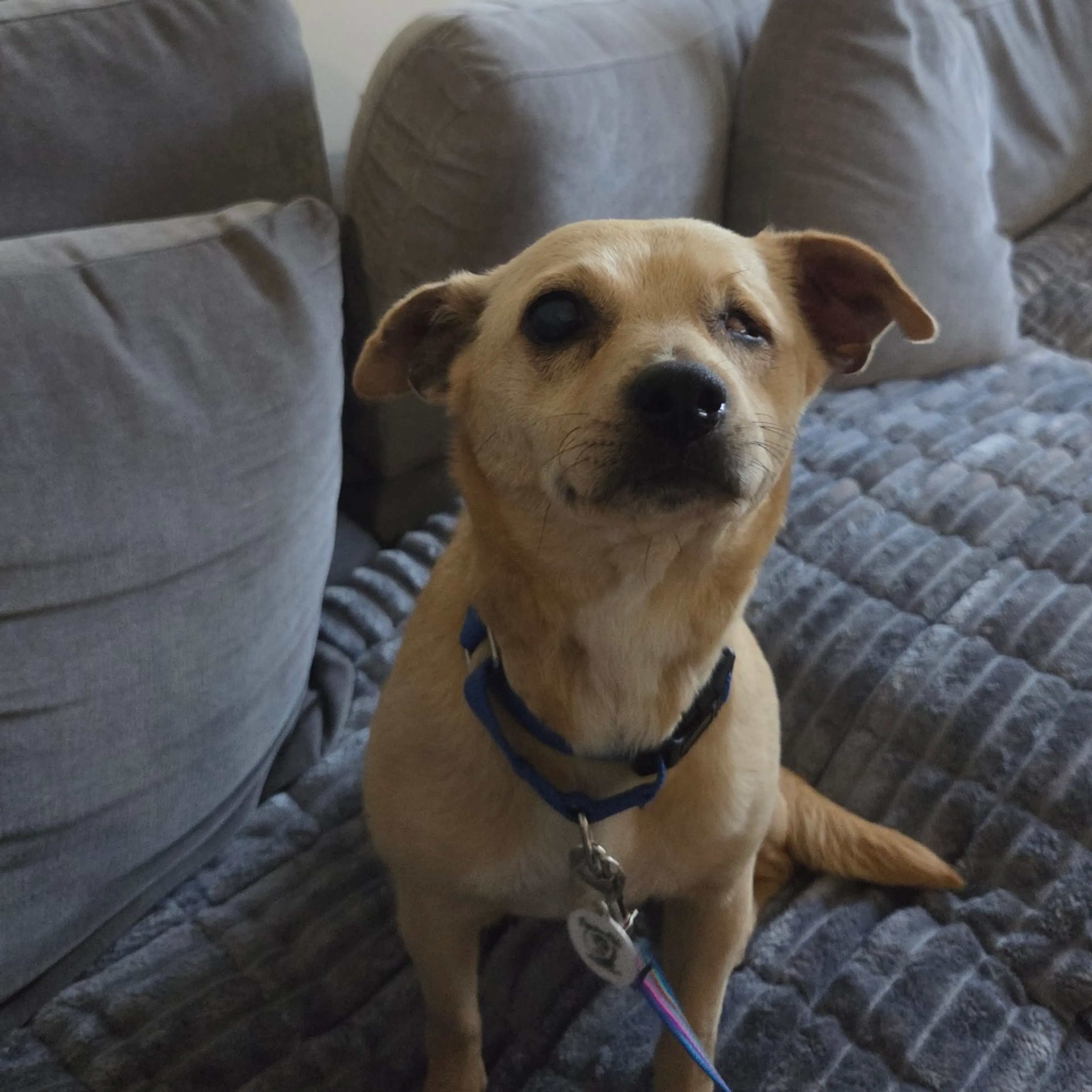 Found pet-3