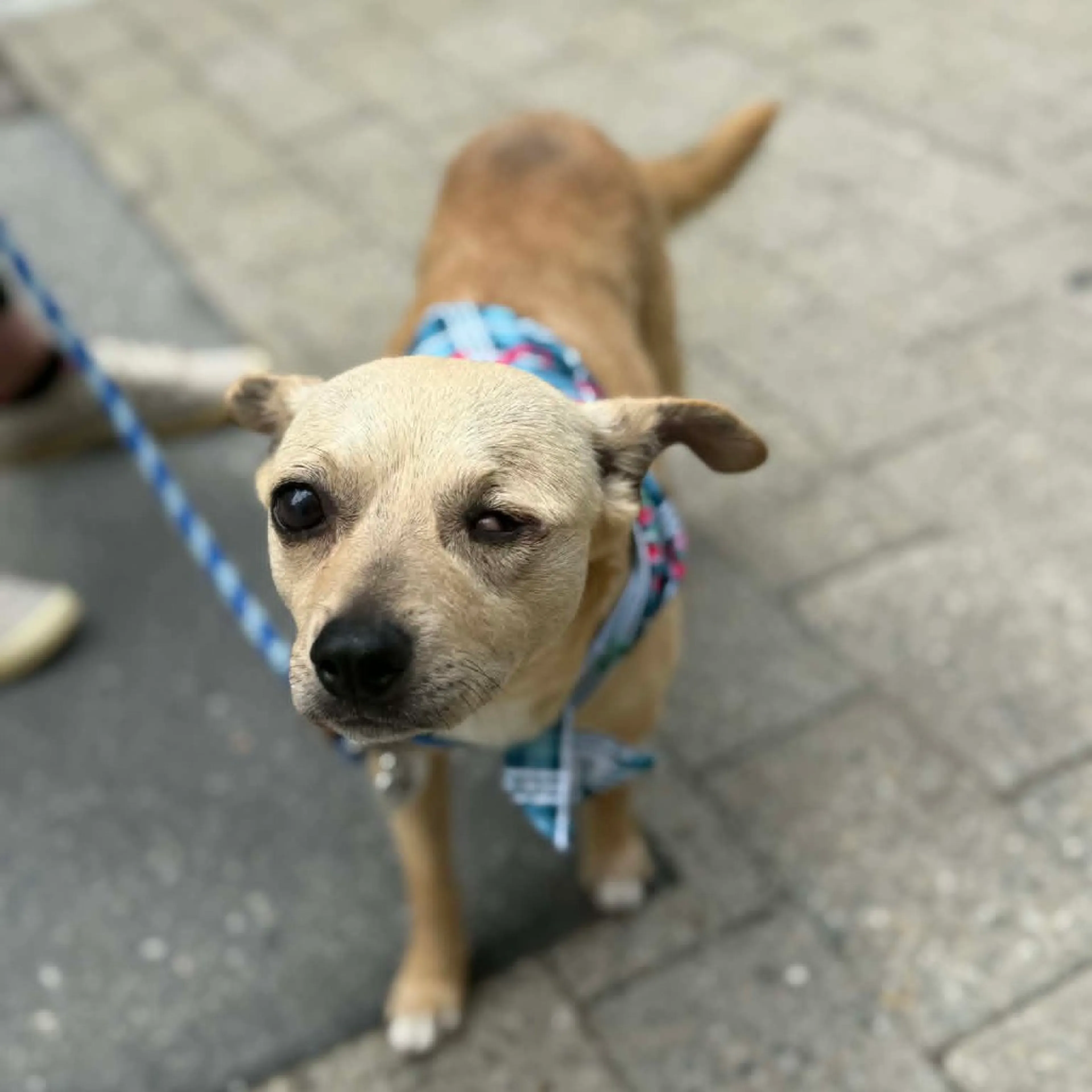 Found pet-6
