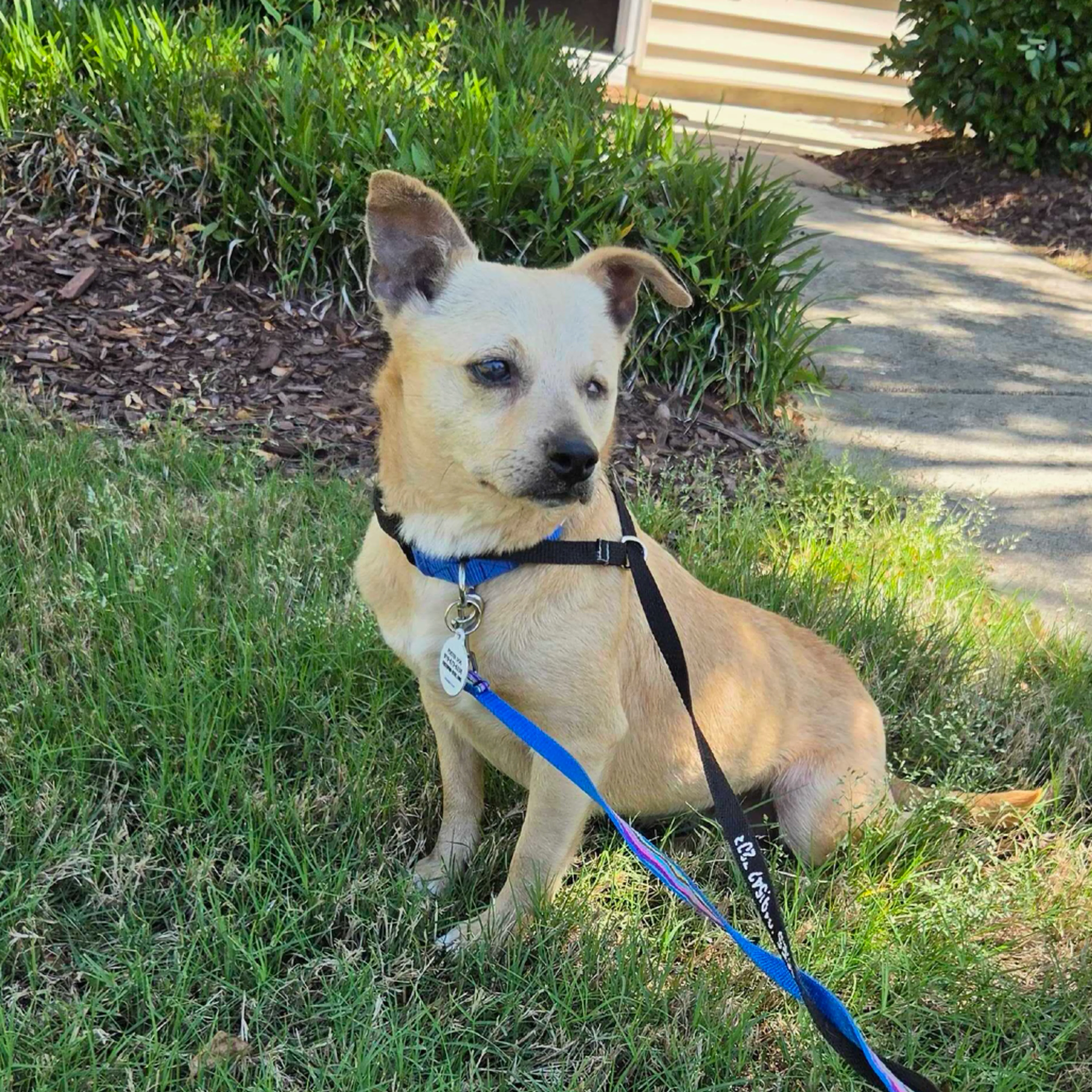 Found pet-1