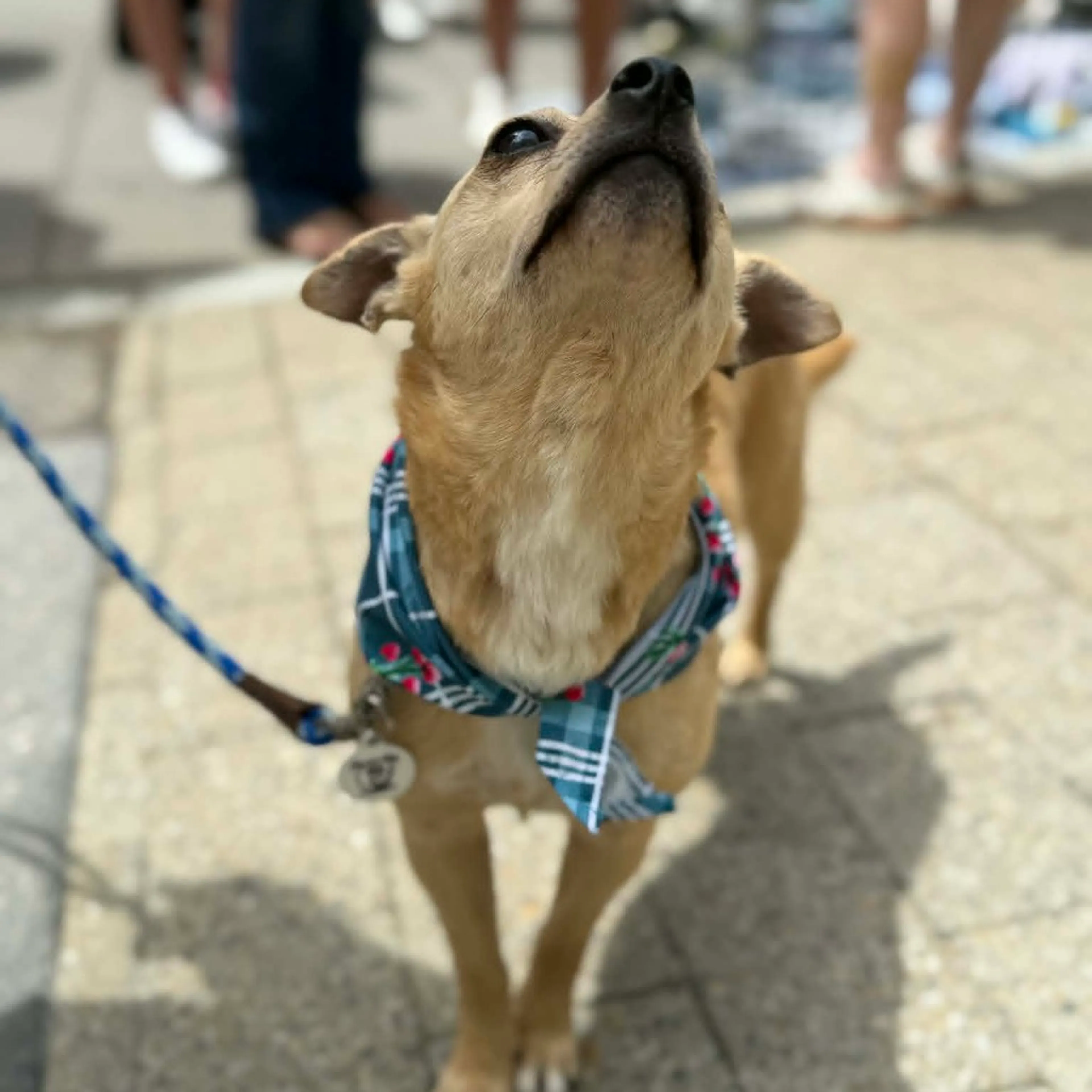 Found pet-5