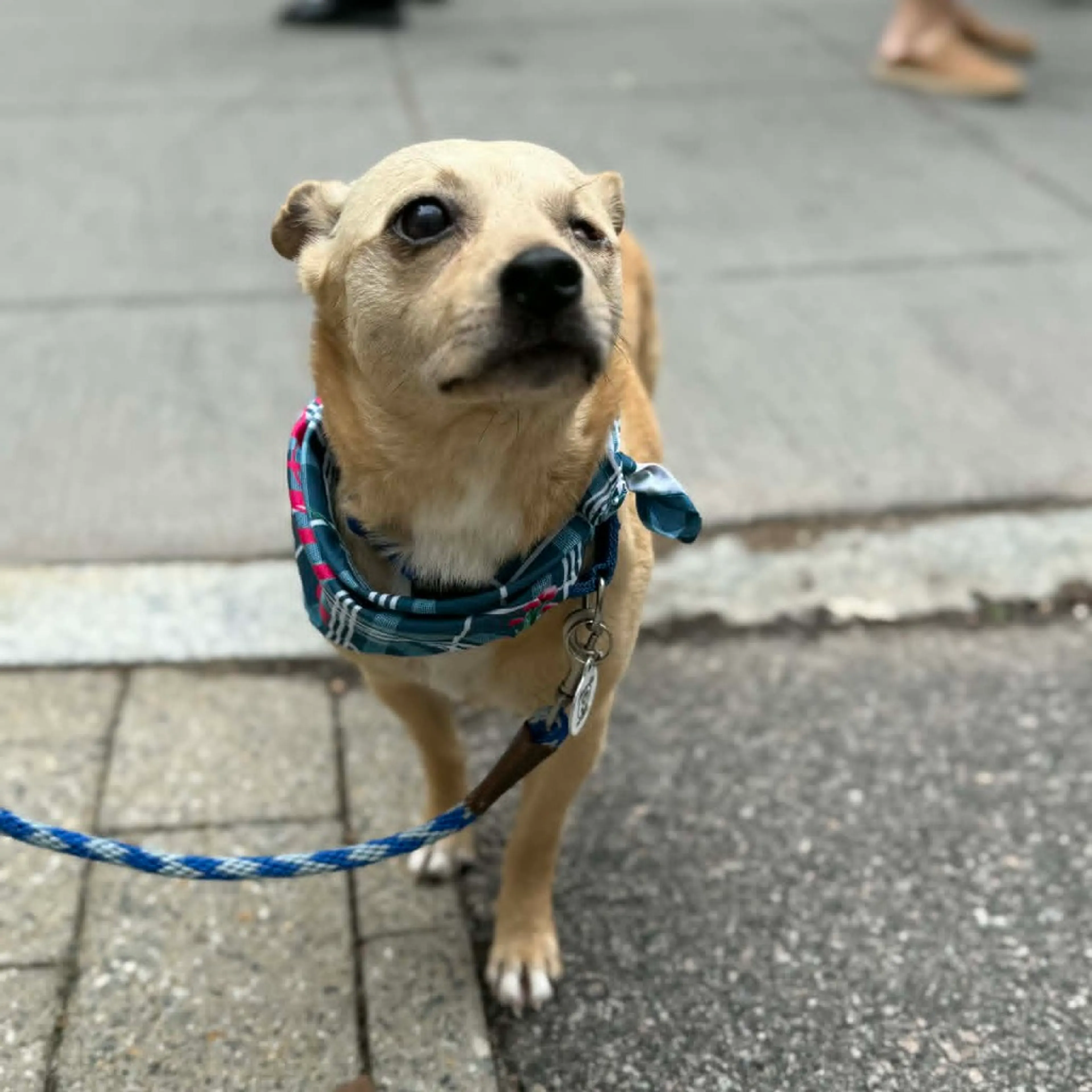 Found pet-7