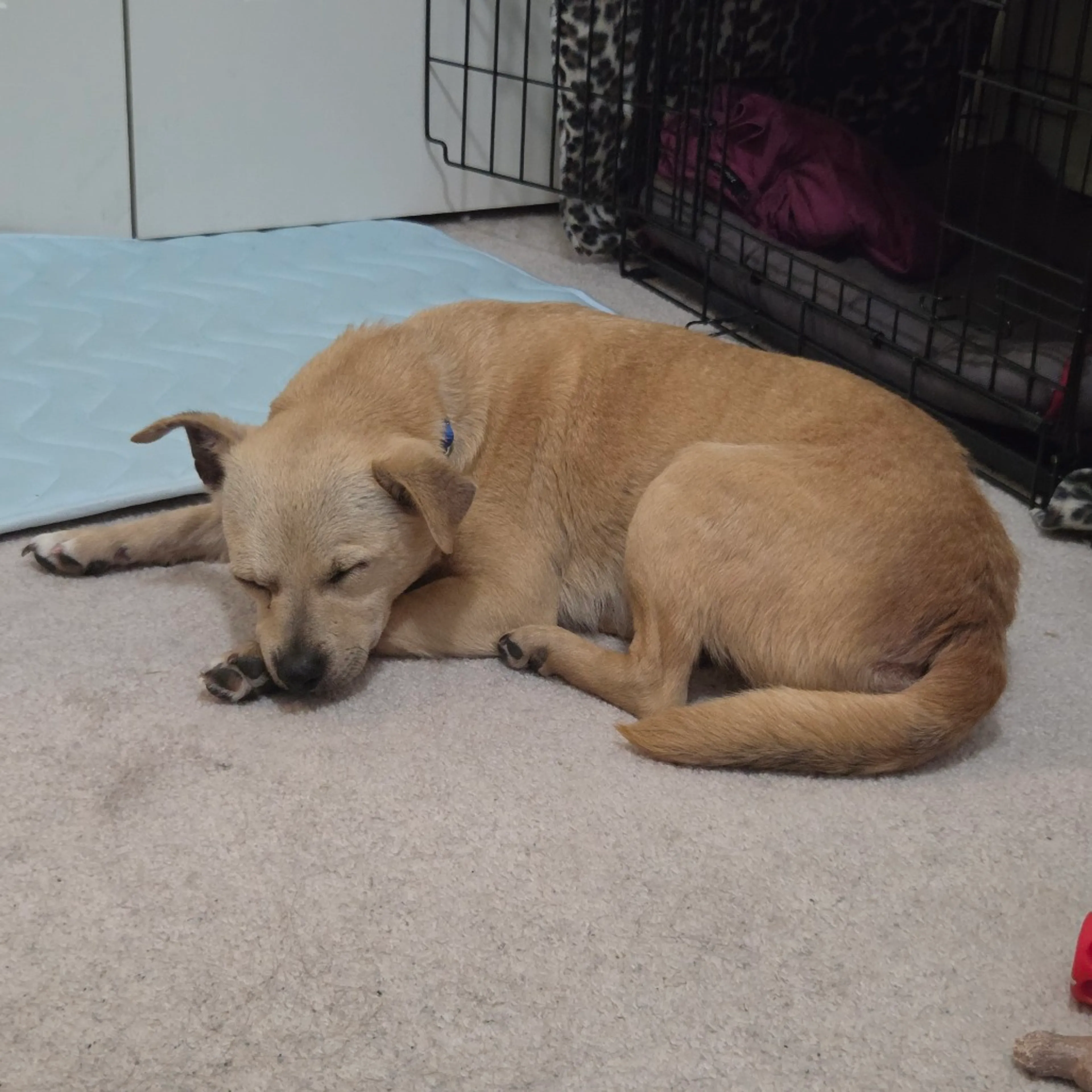 Found pet-2