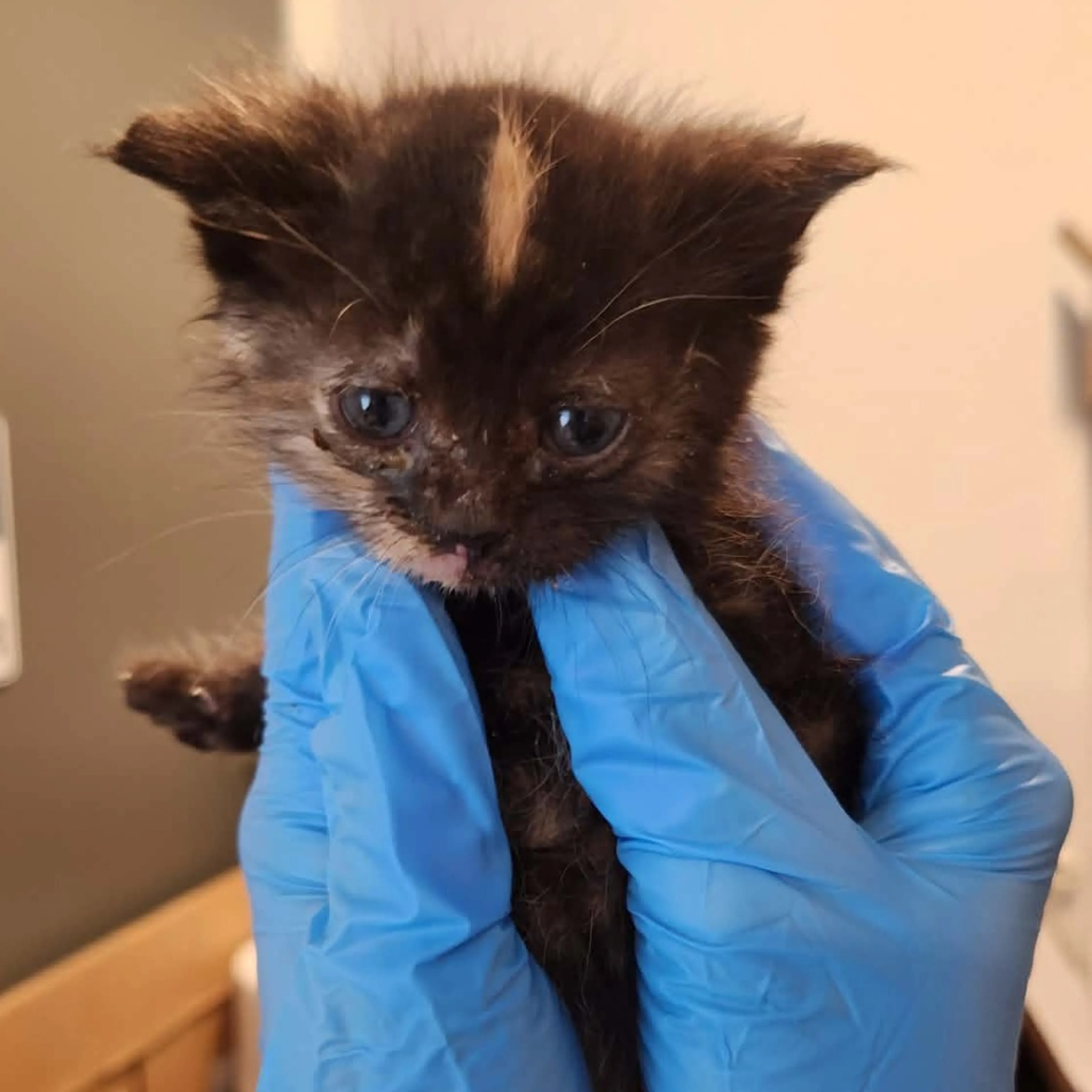 Found pet-1