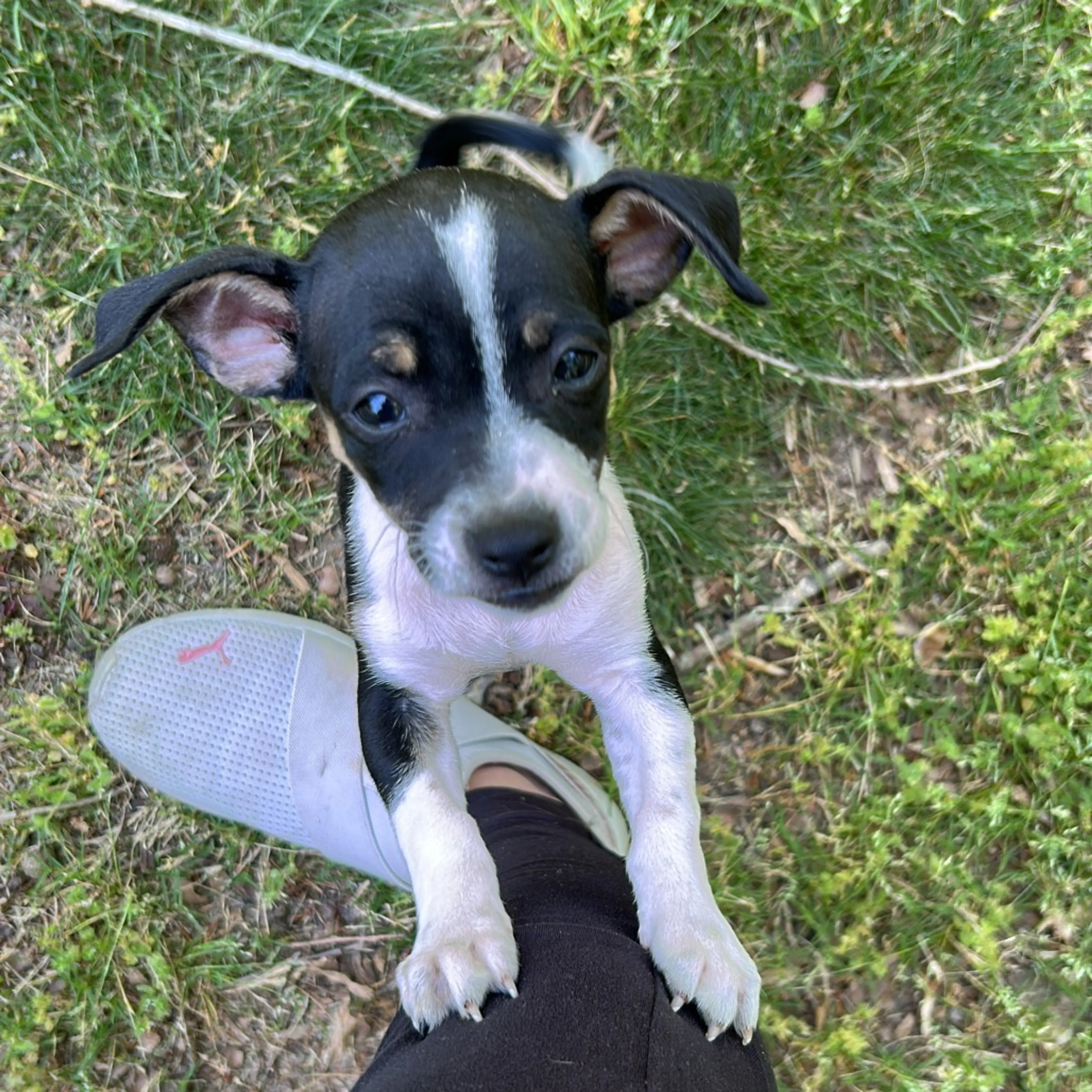 Found pet-3
