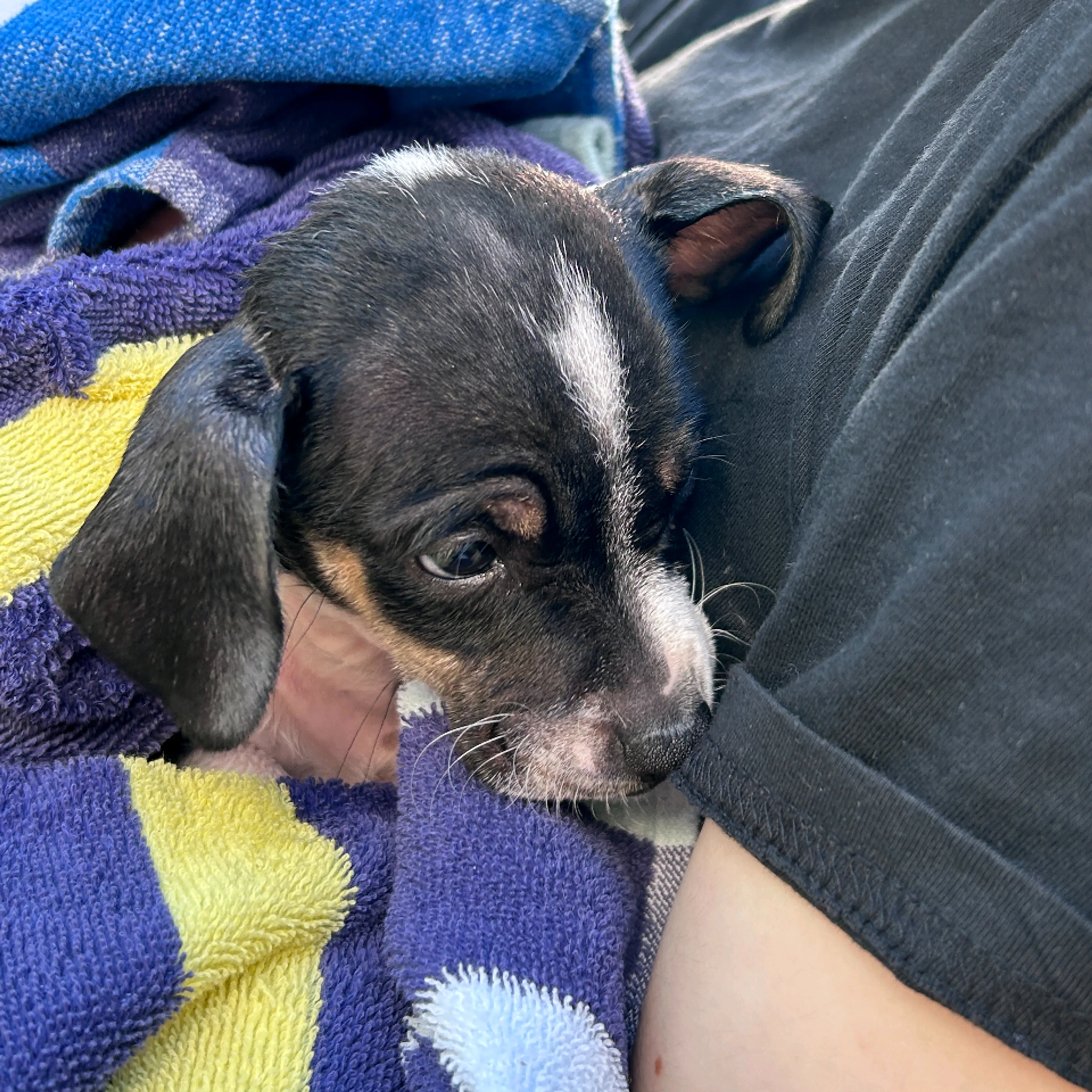 Found pet-1