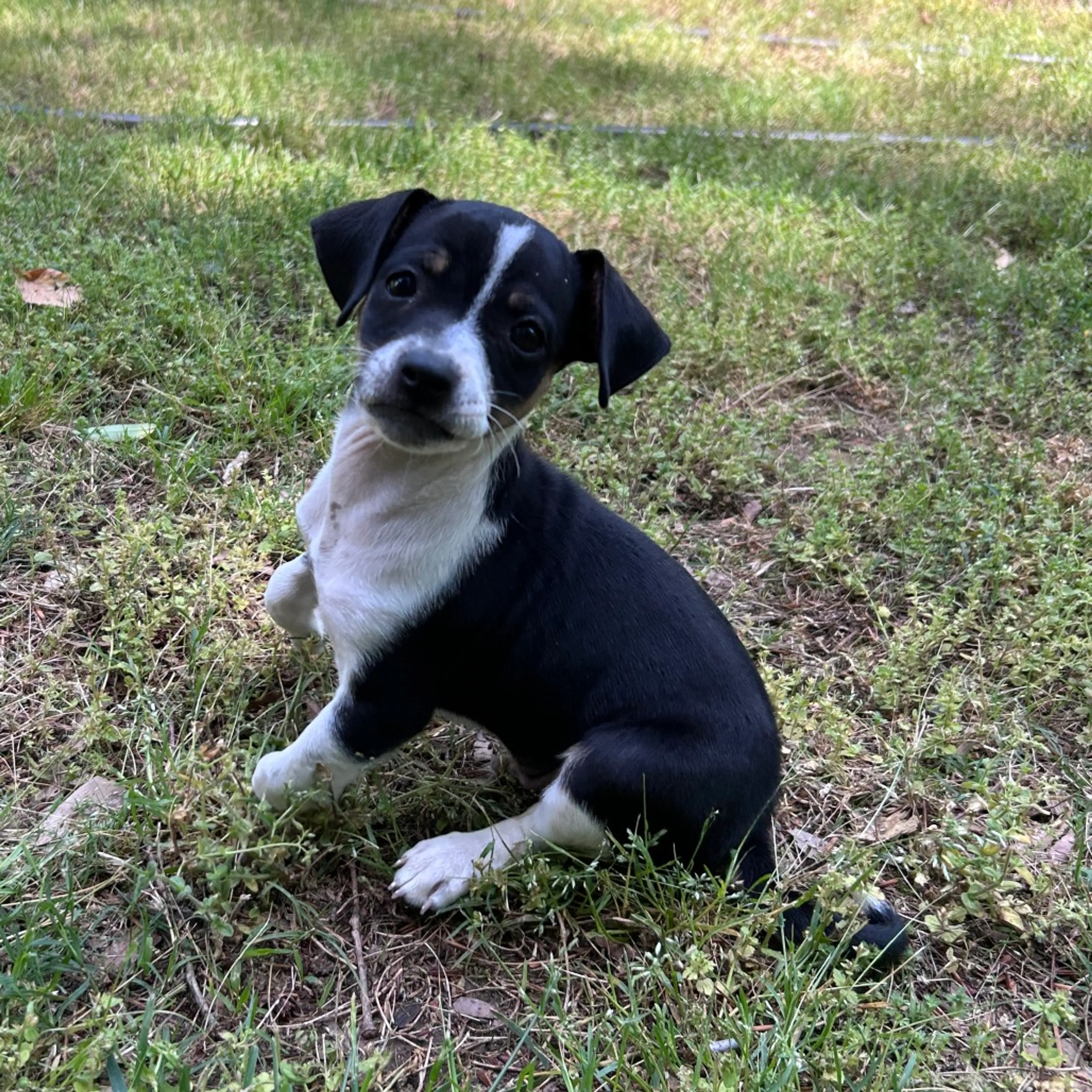 Found pet-0
