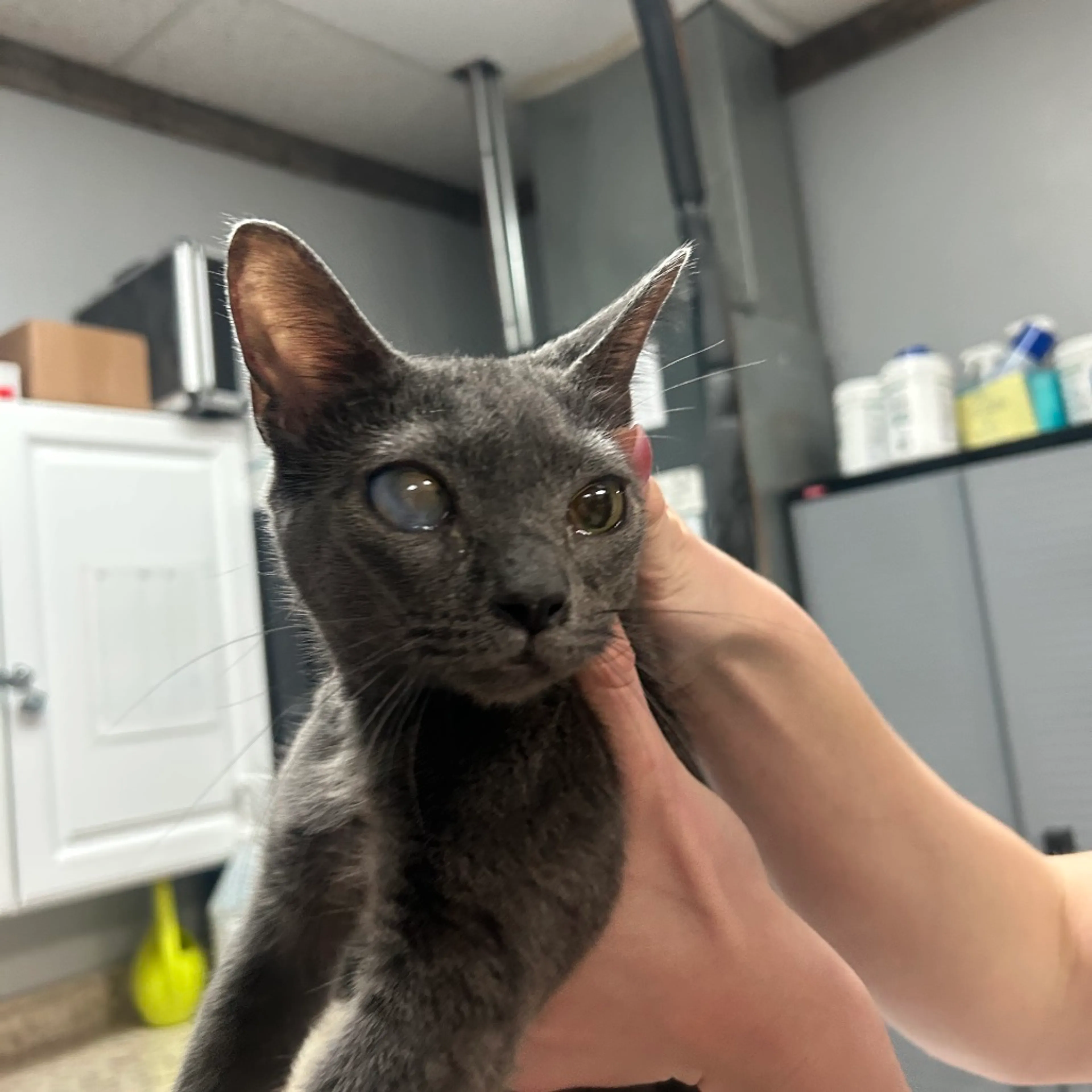Found pet