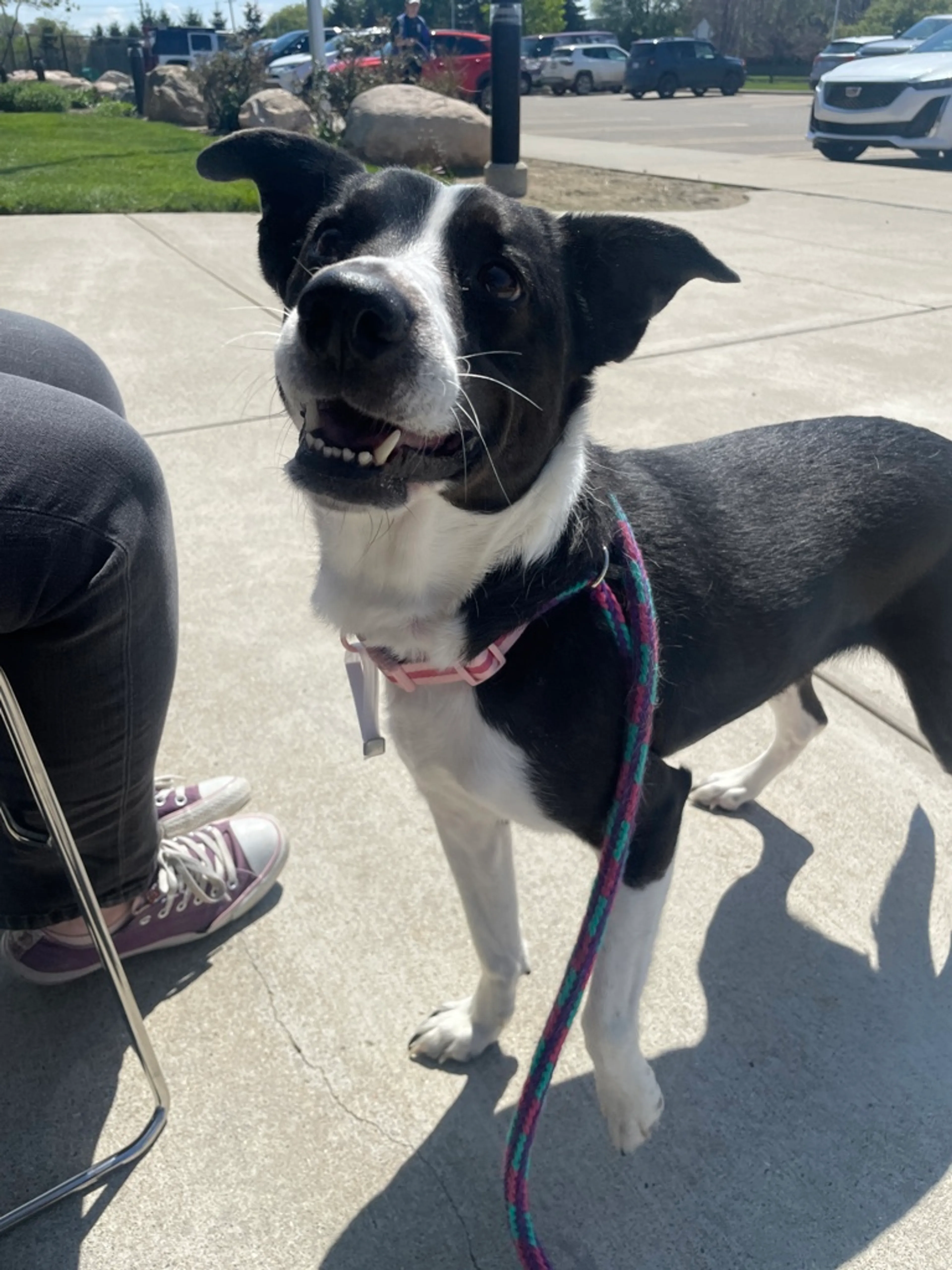 Found pet-2