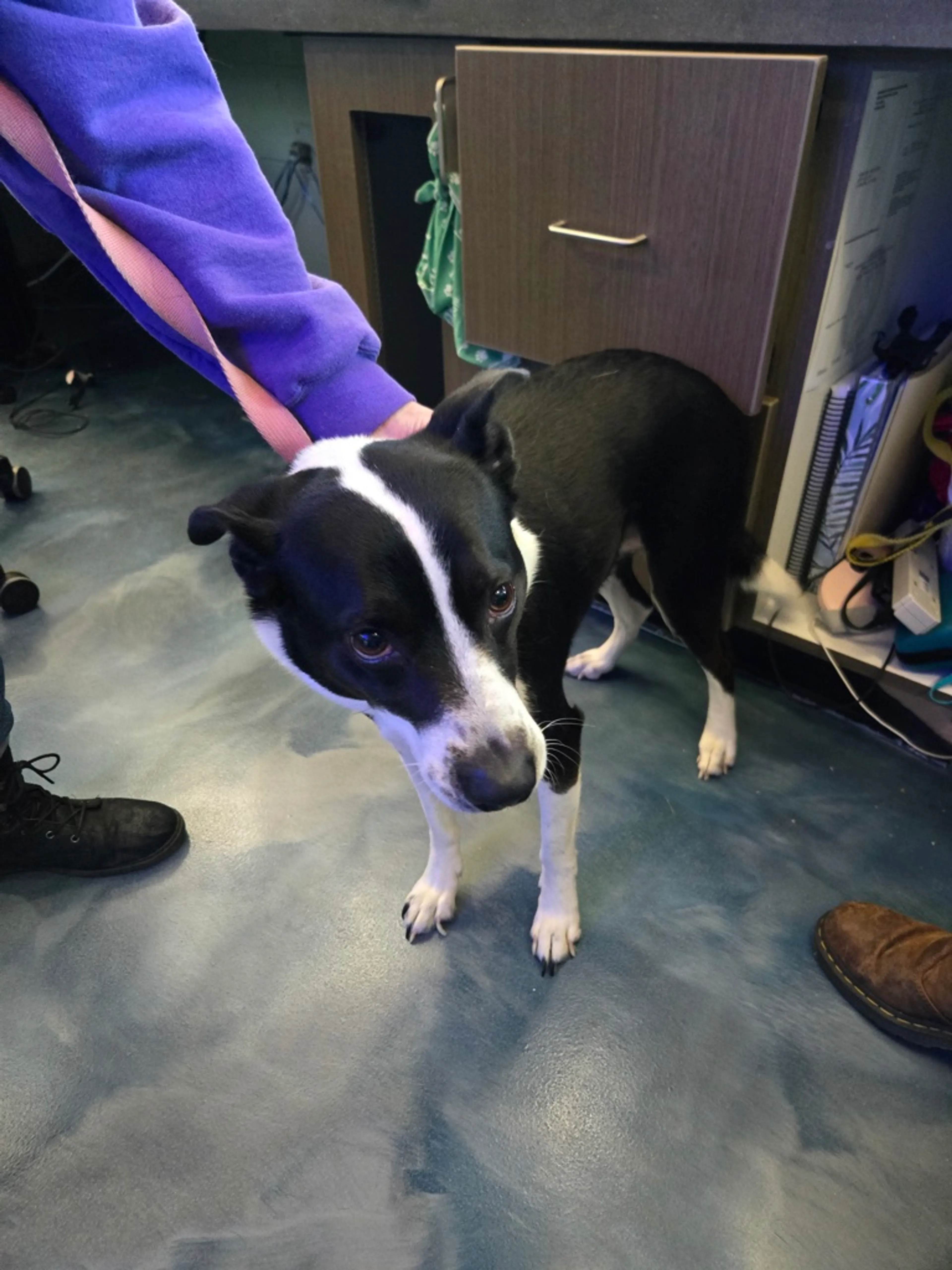 Found pet-3