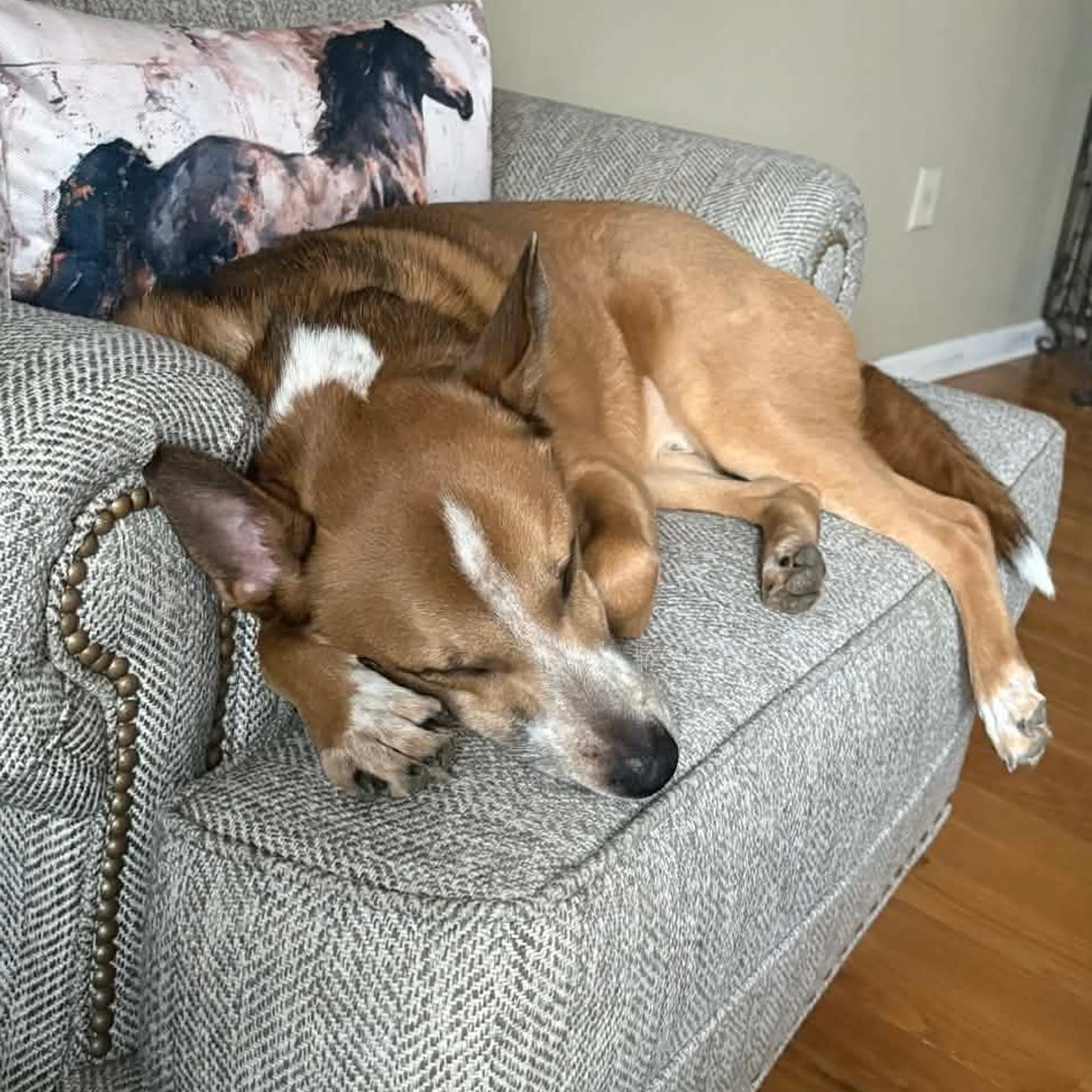 Found pet-3