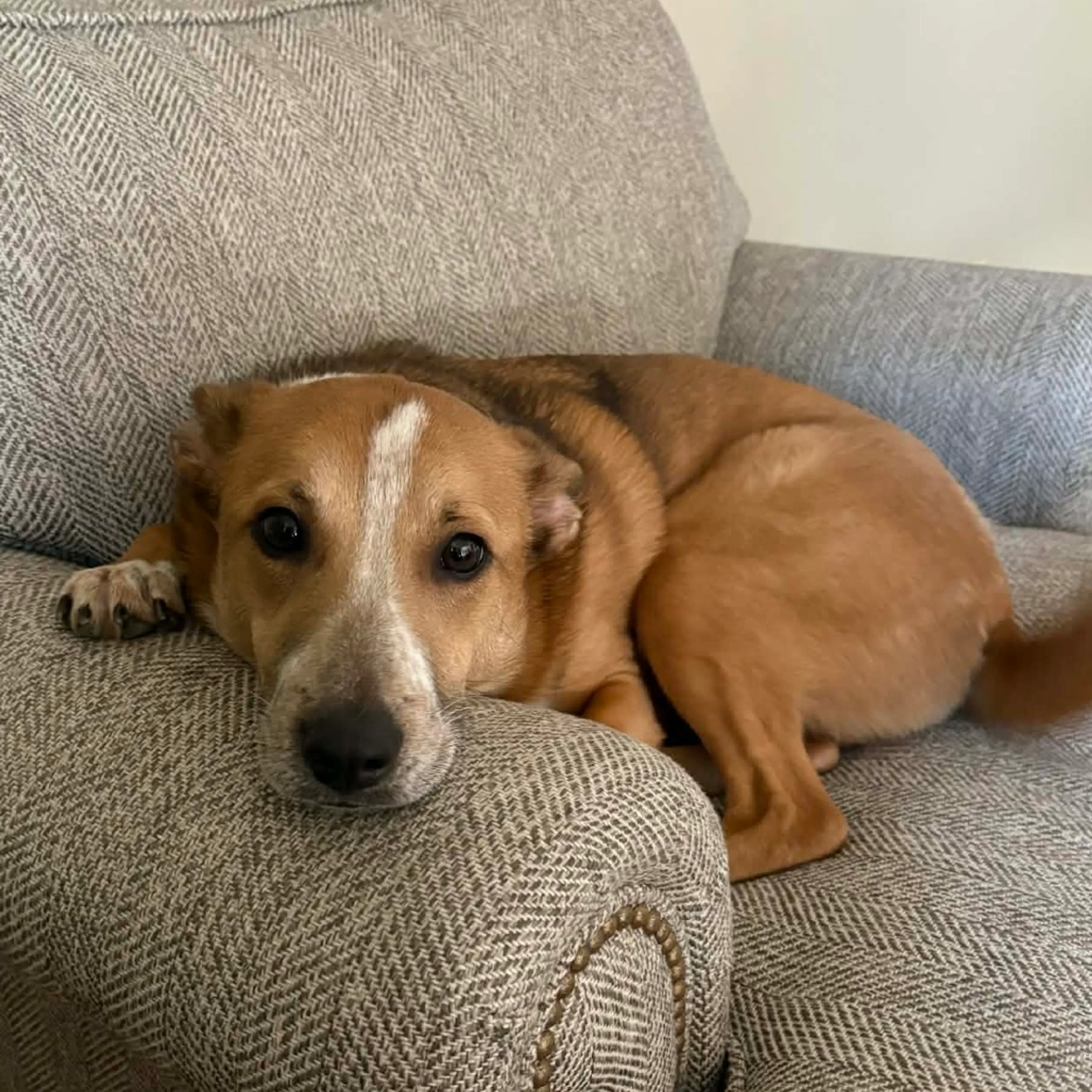 Found pet-1