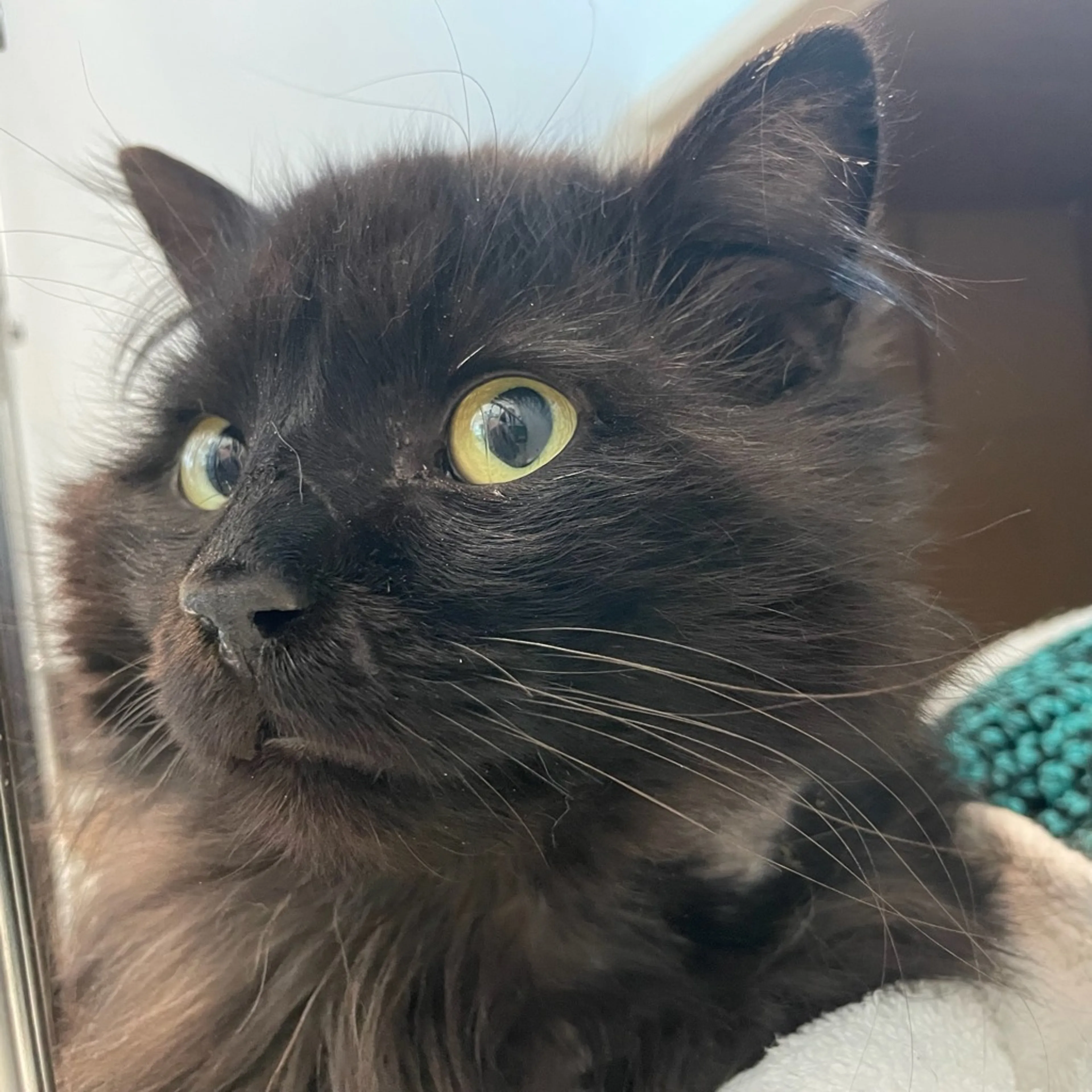 Found pet