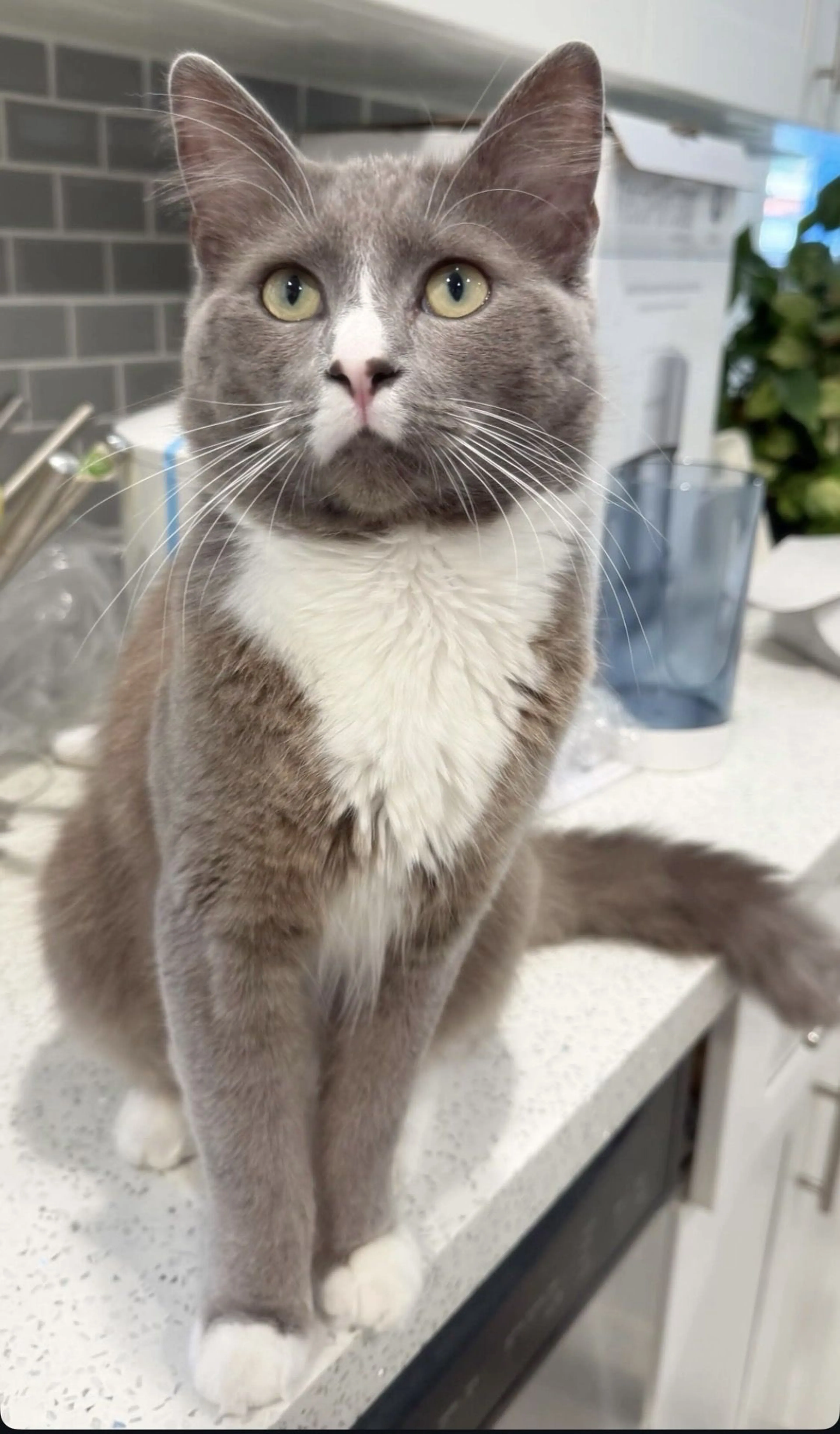 Lost pet-0
