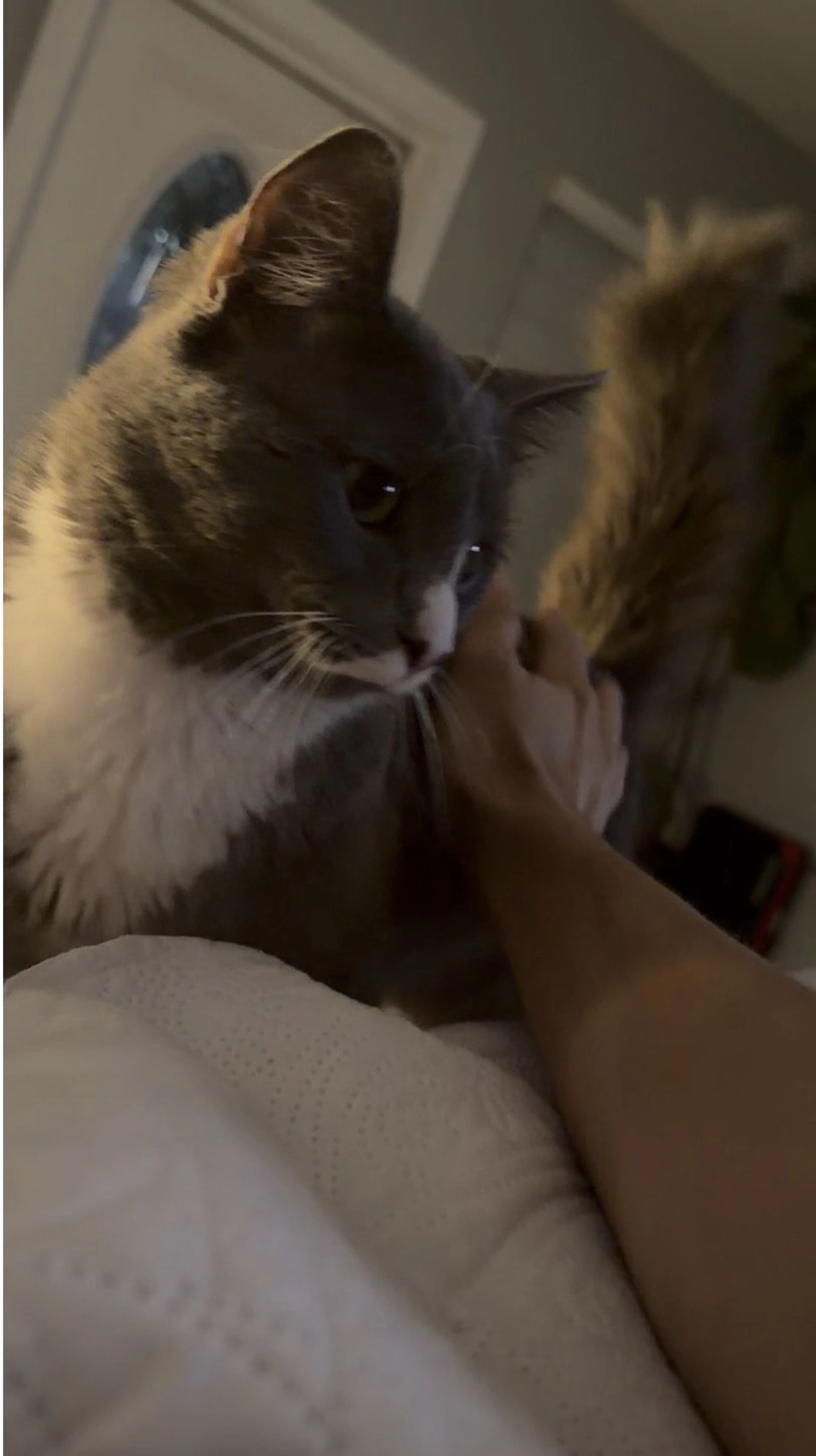 Lost pet-1