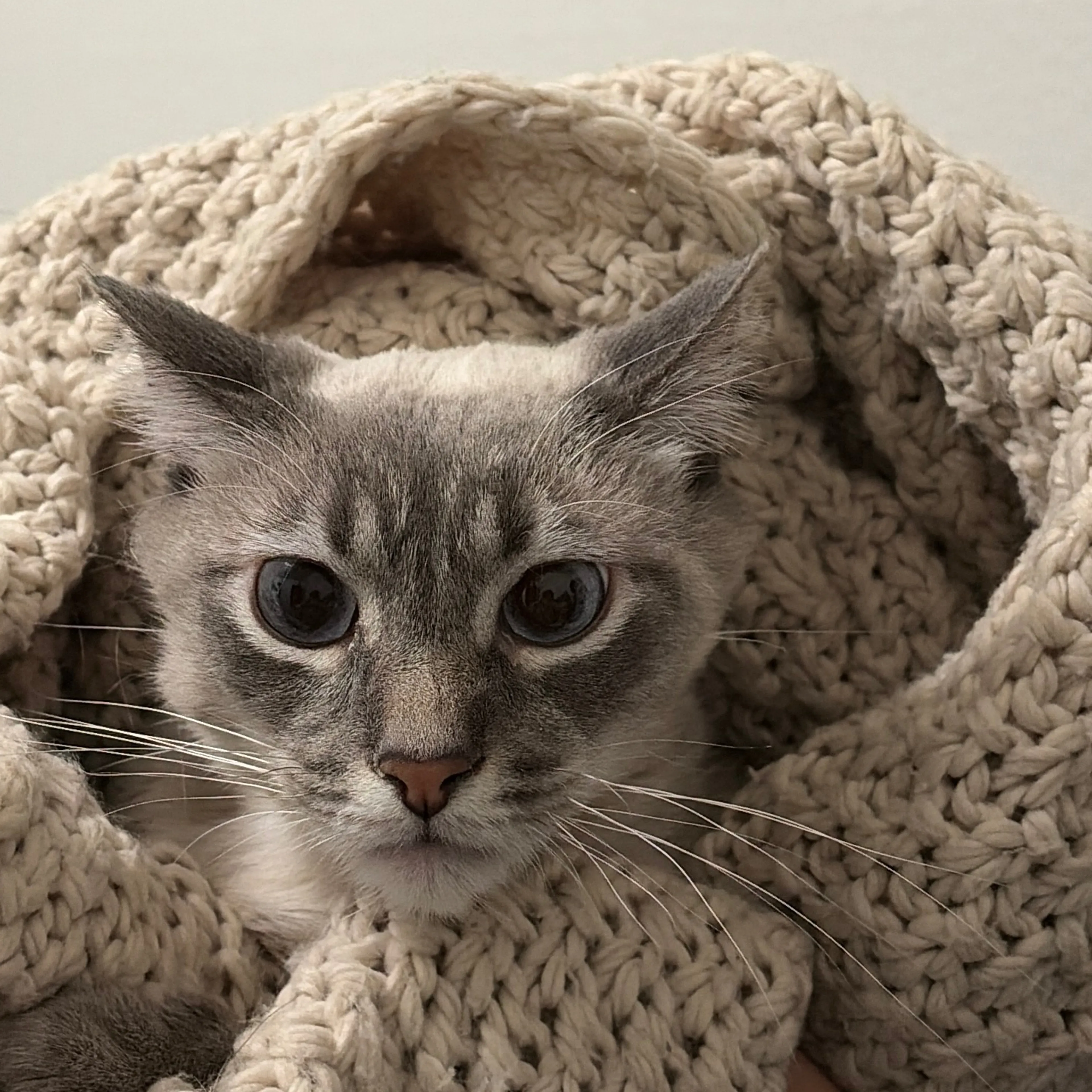 Lost pet-2