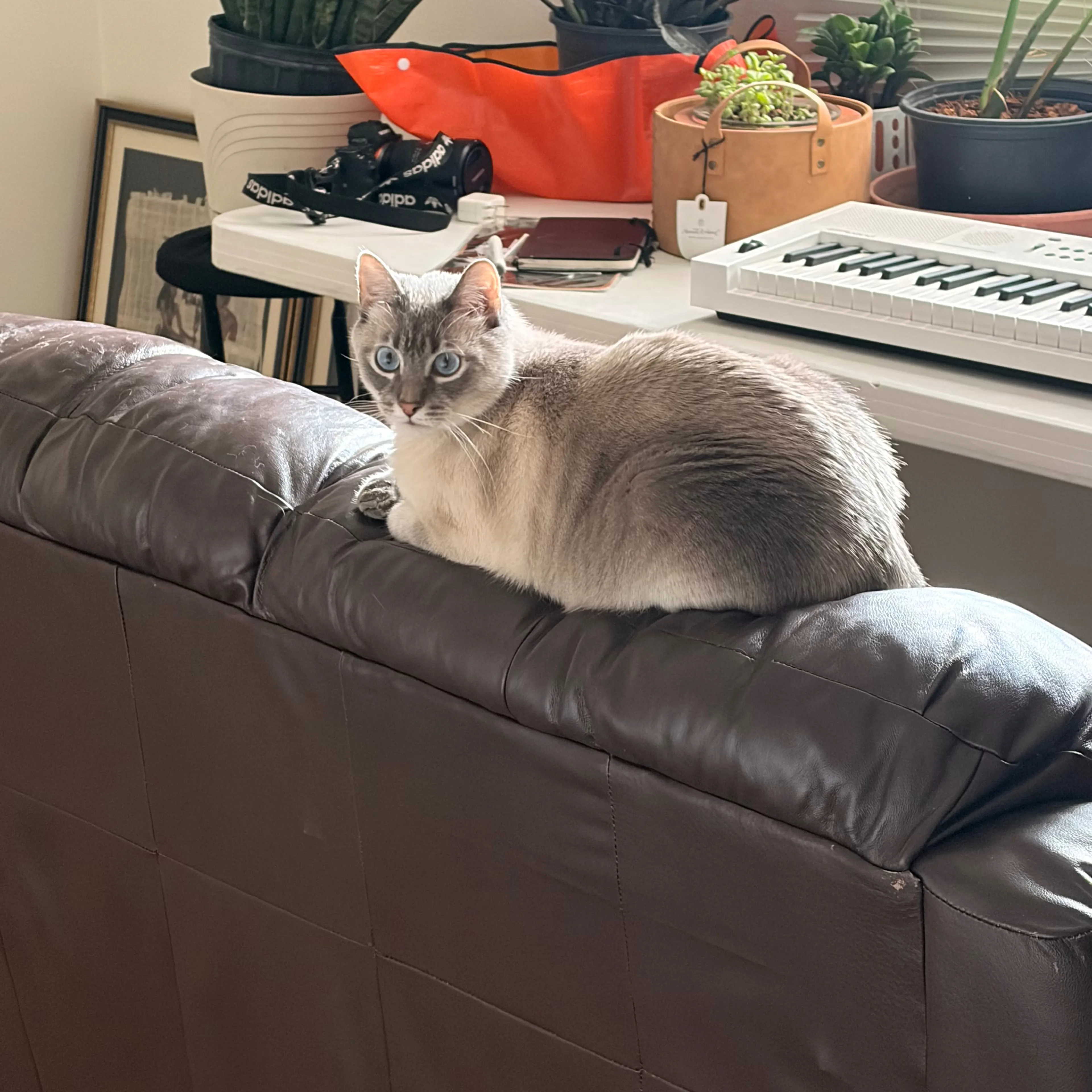 Lost pet-1