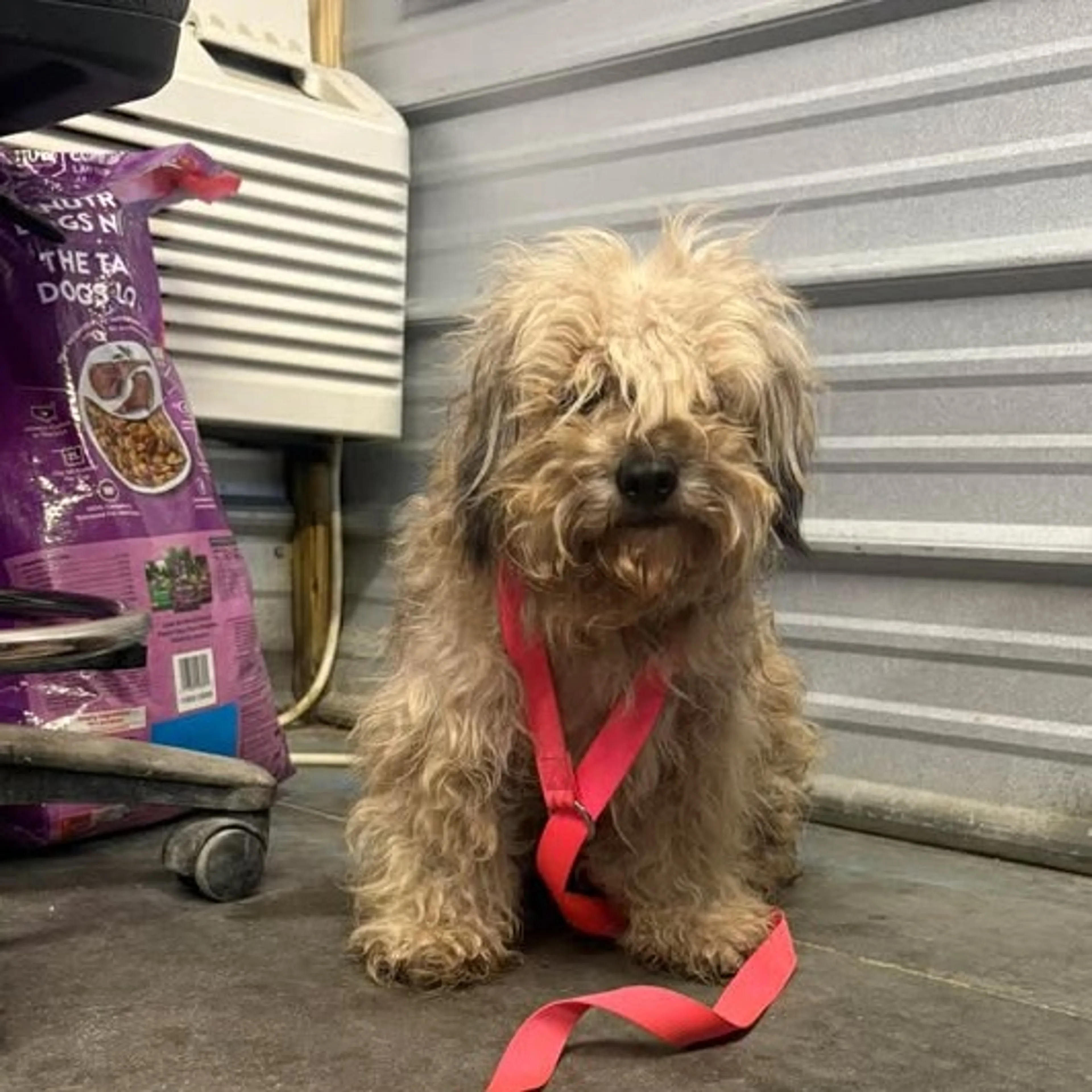 Found pet-1