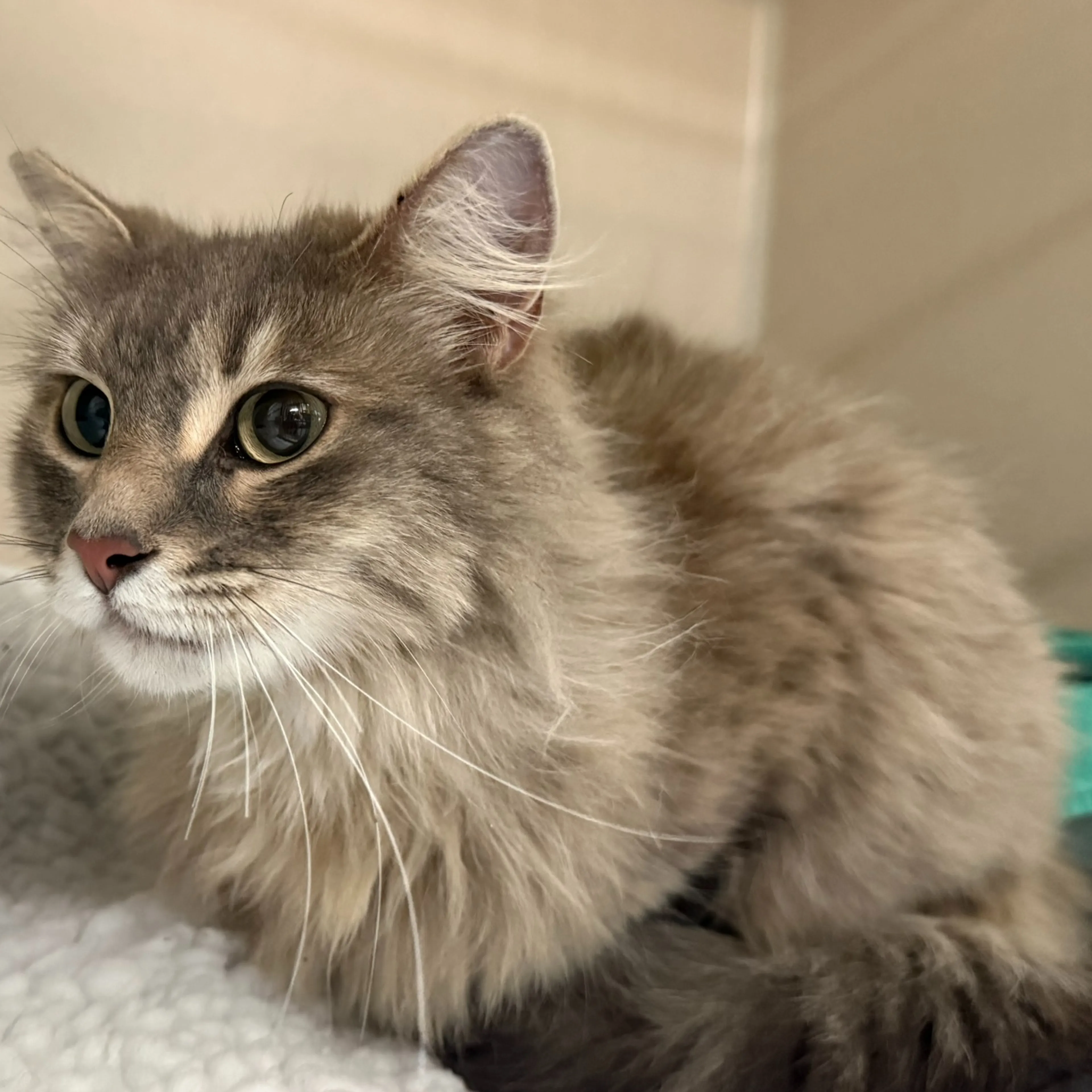 Found pet-1