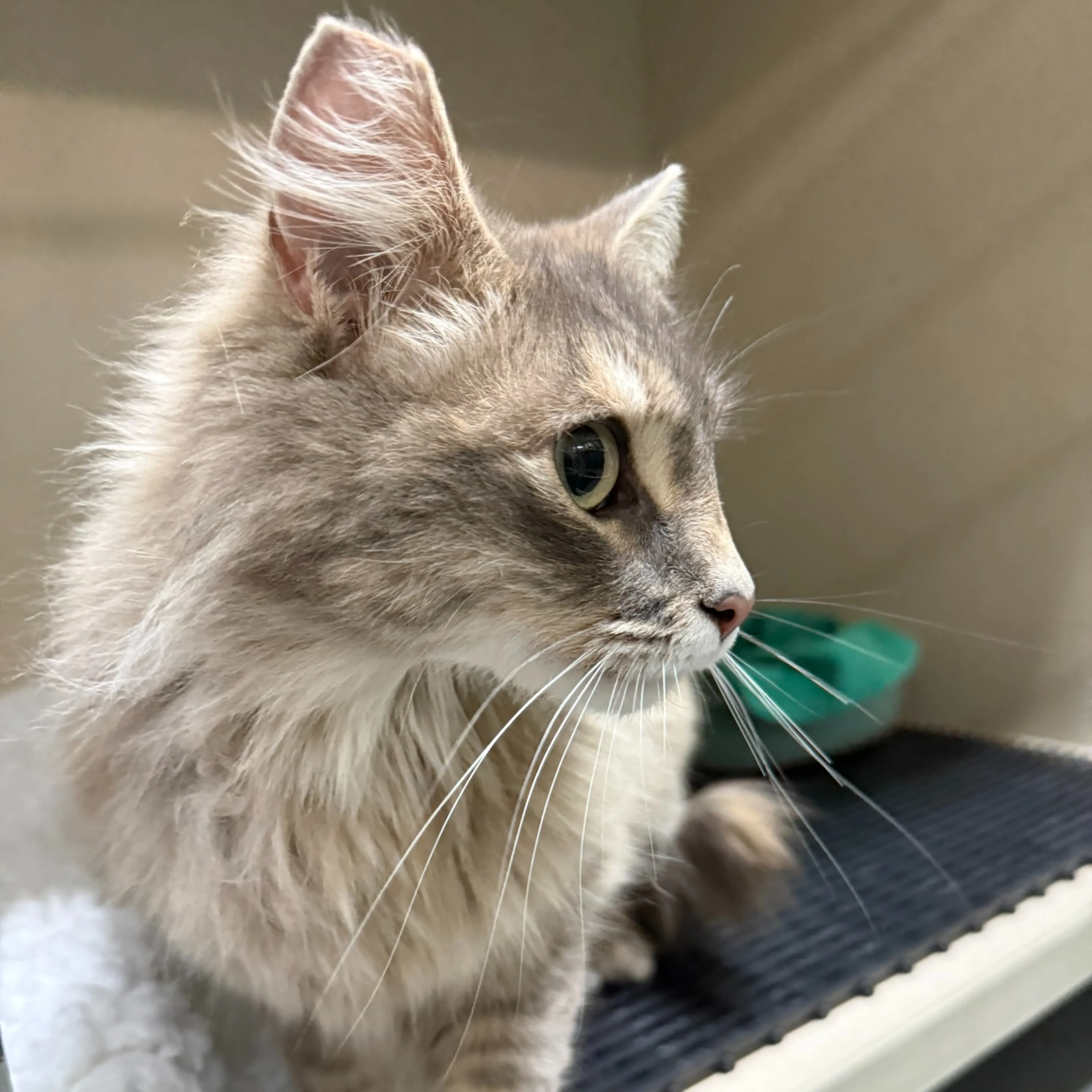 Found pet-2