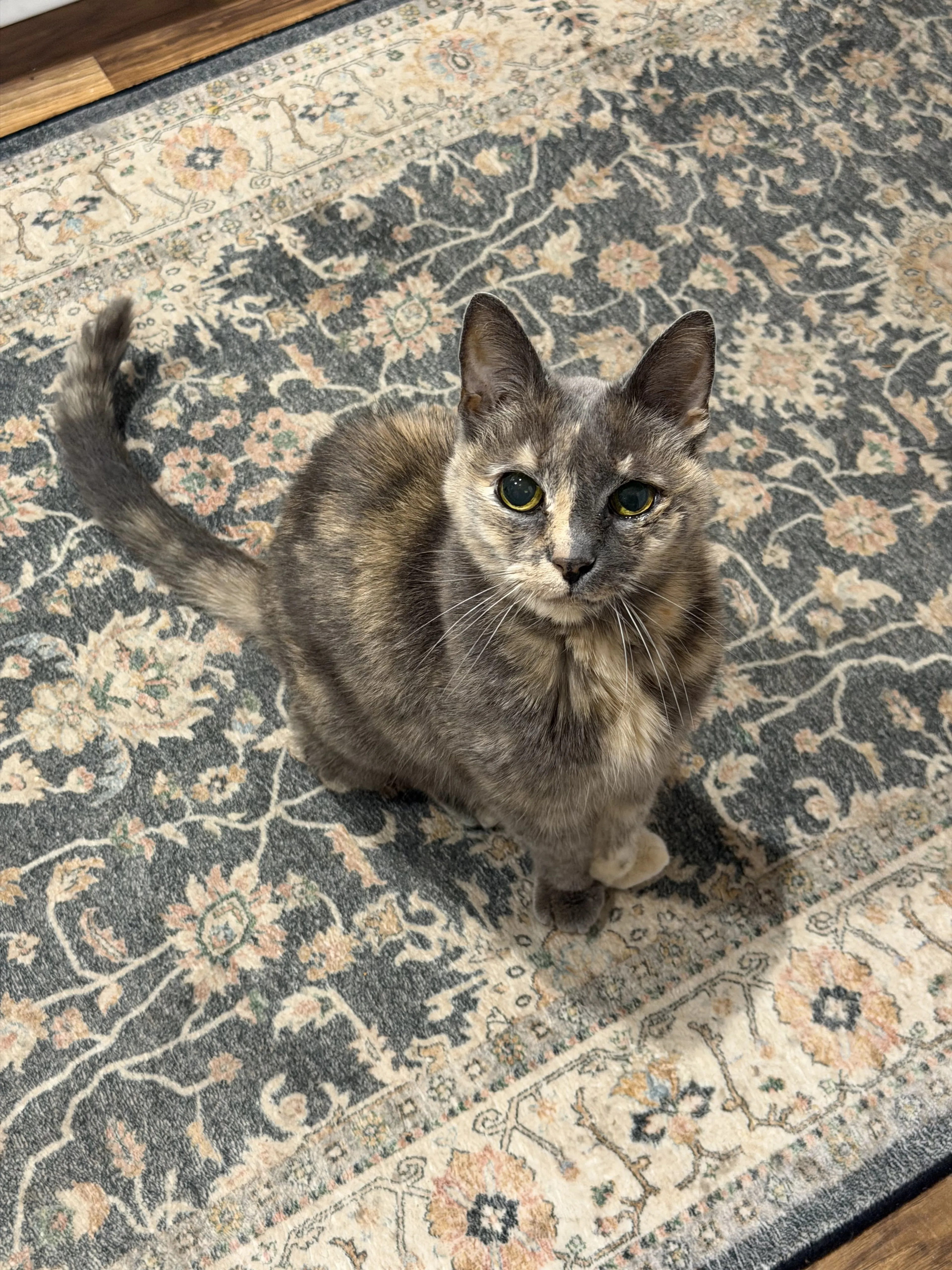 Lost pet