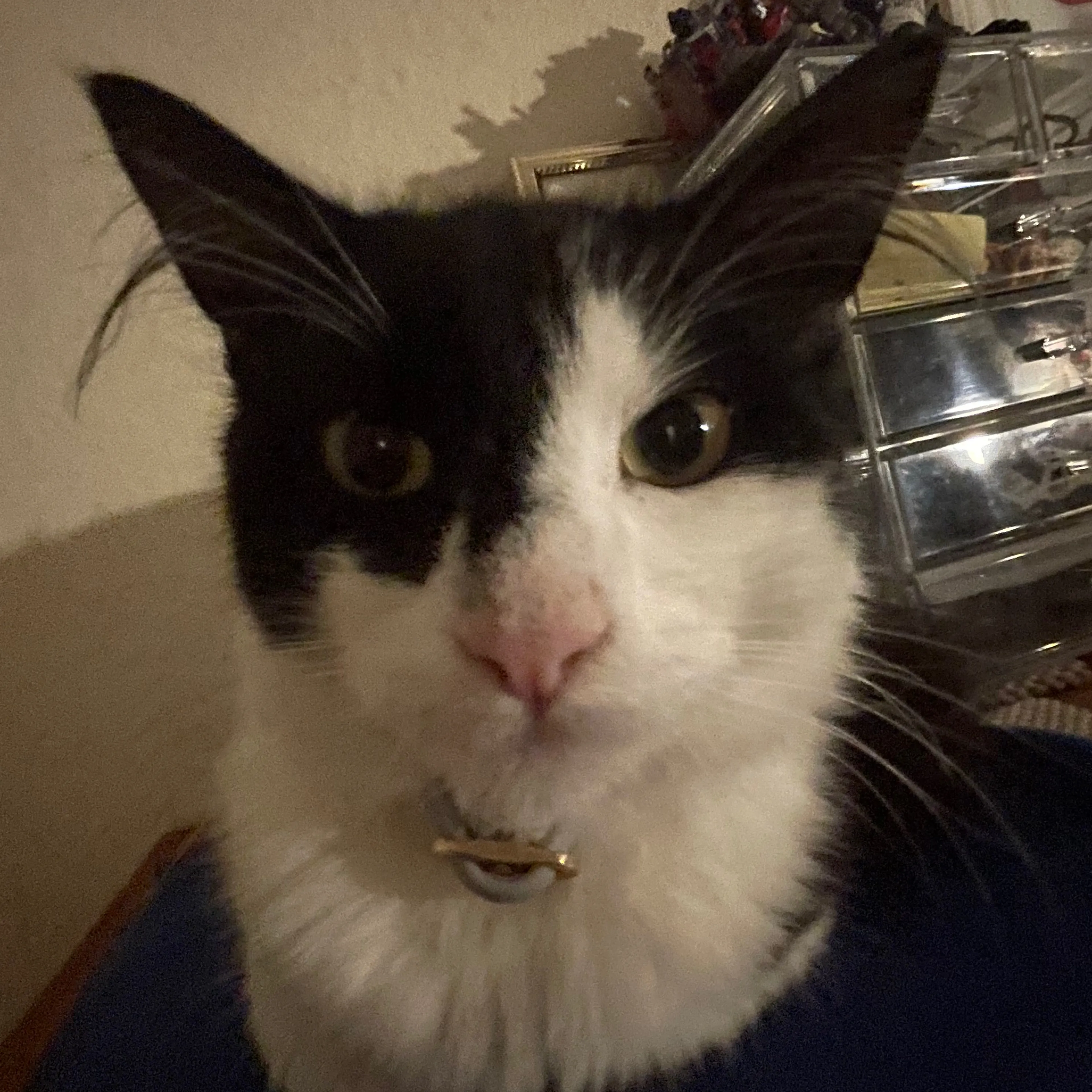 Lost pet-2