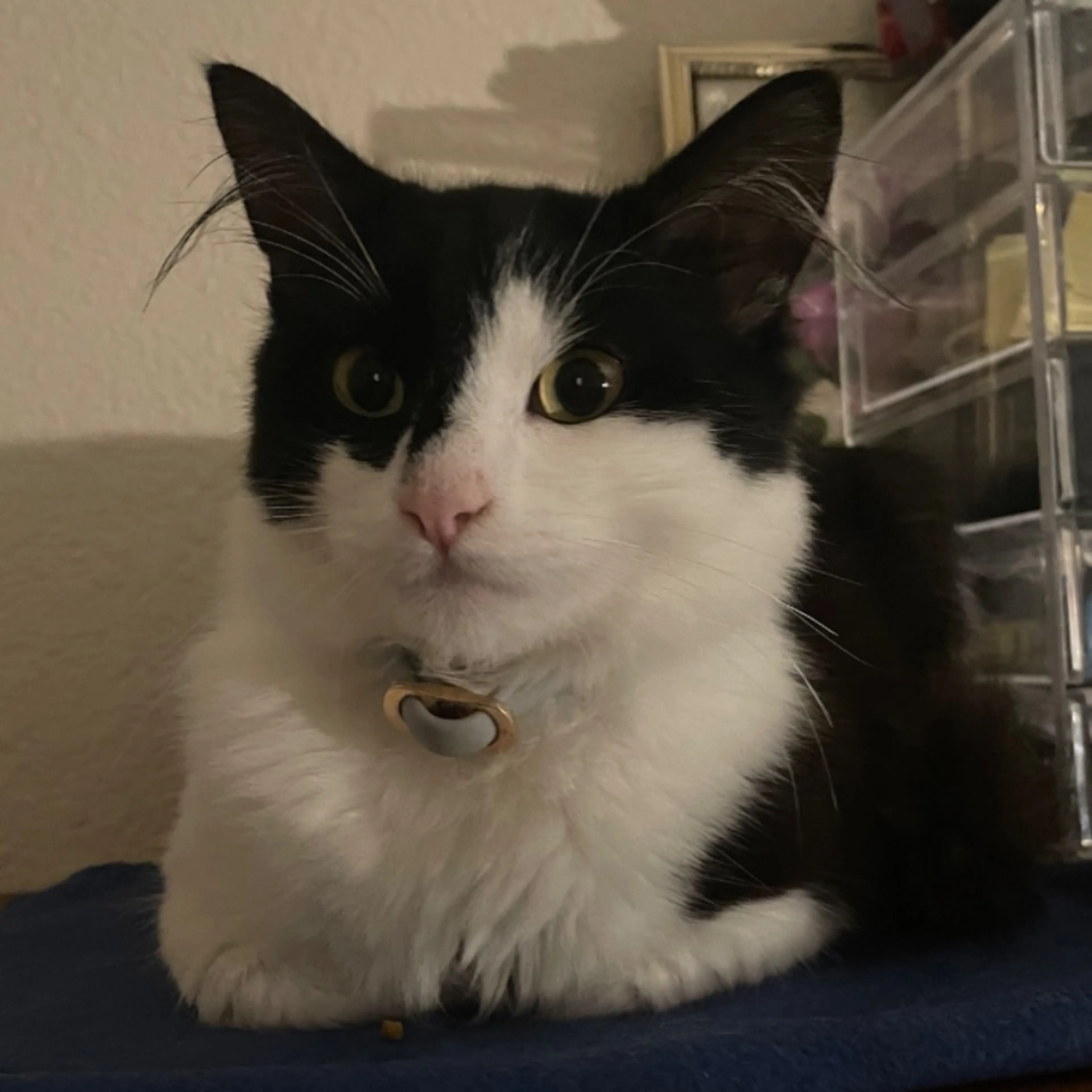 Lost pet-0