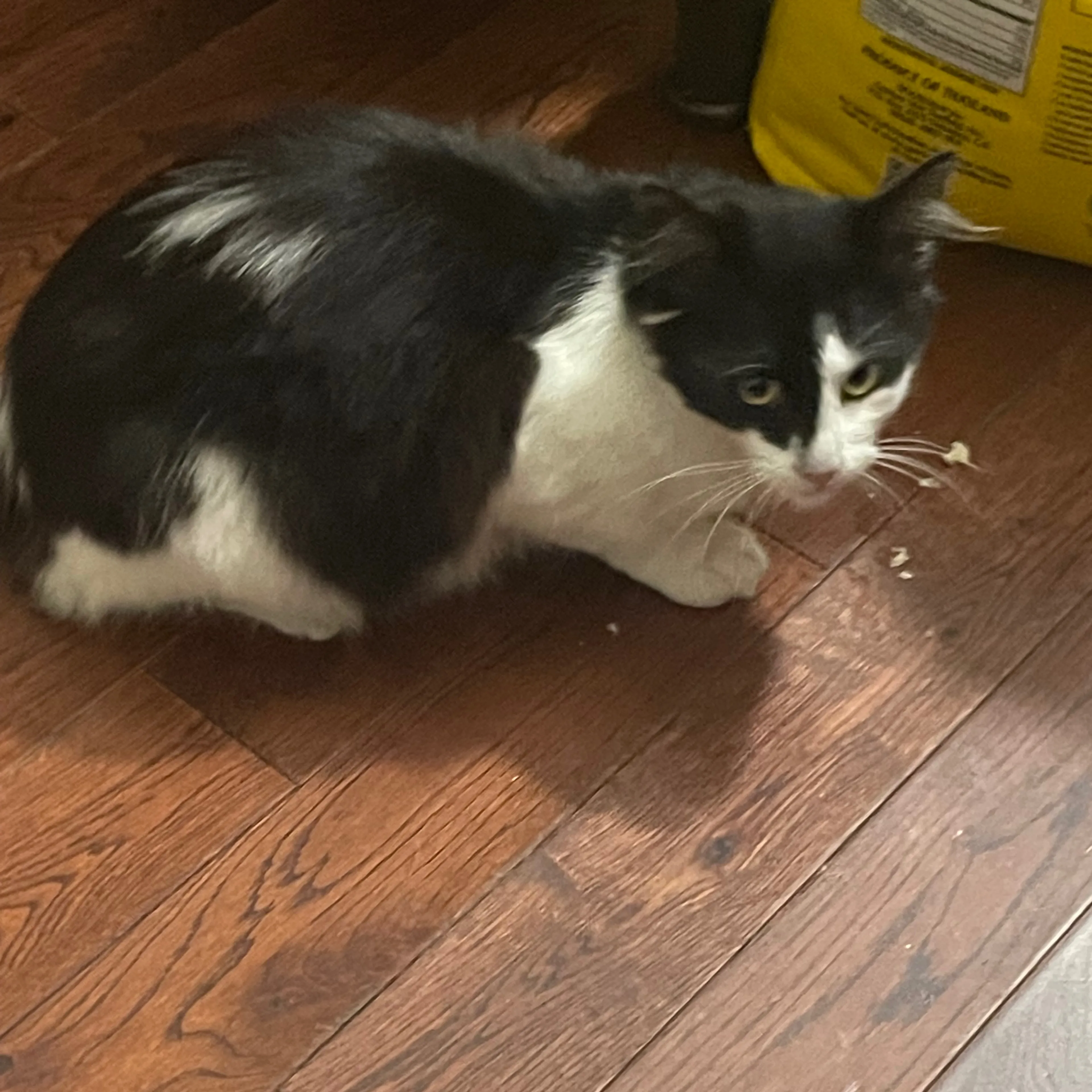 Lost pet-1