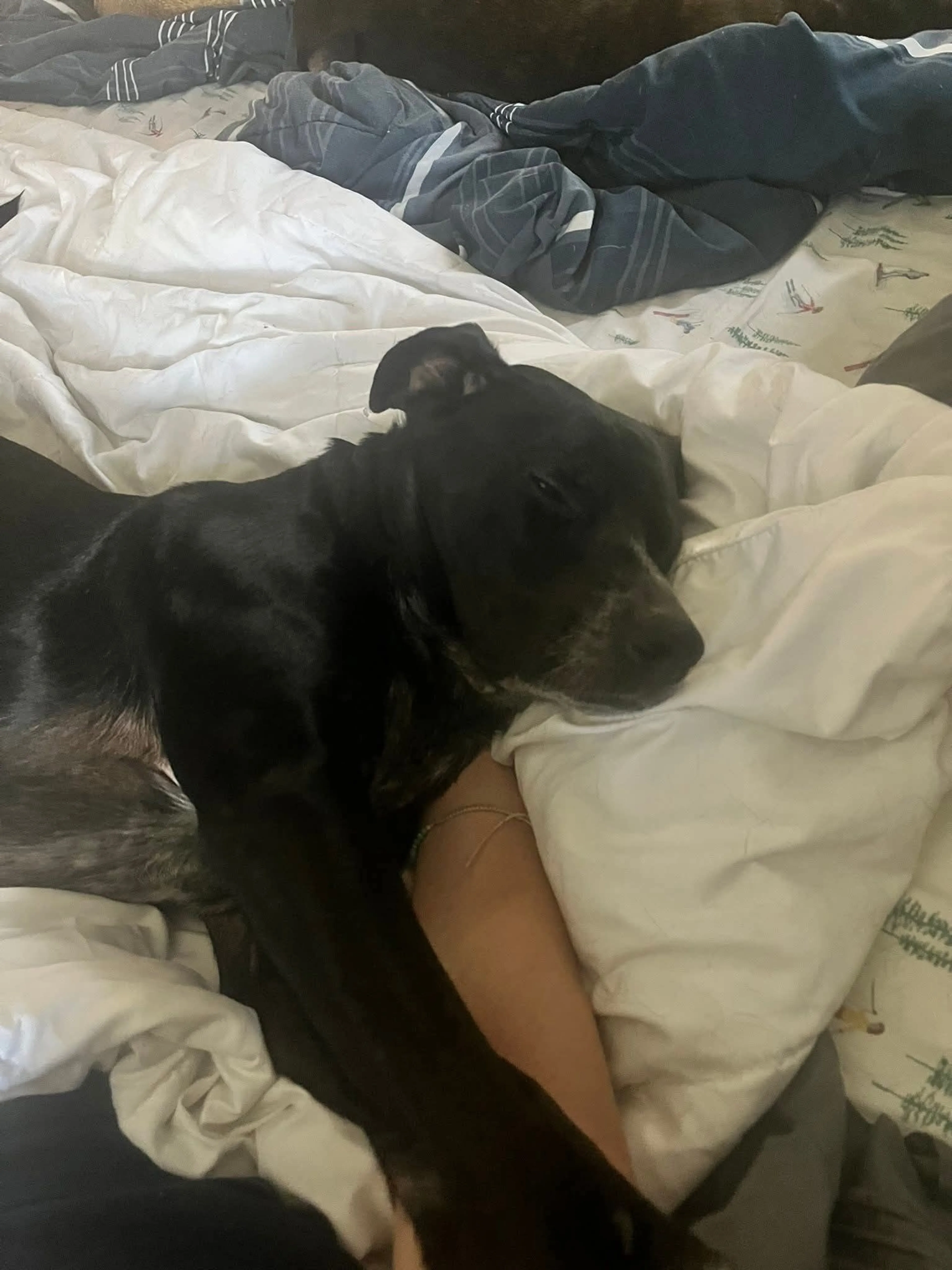 Lost pet-3