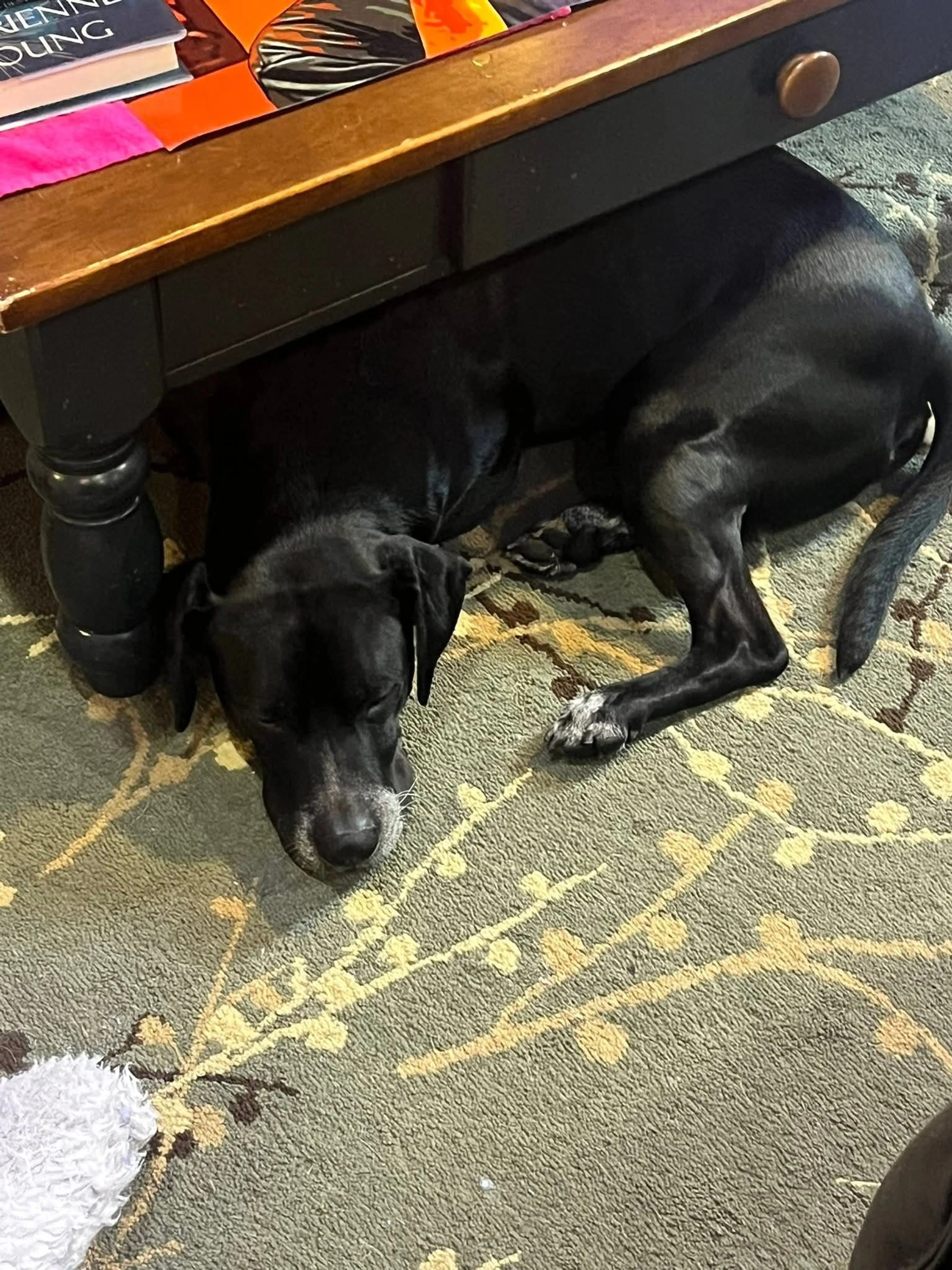 Lost pet-2