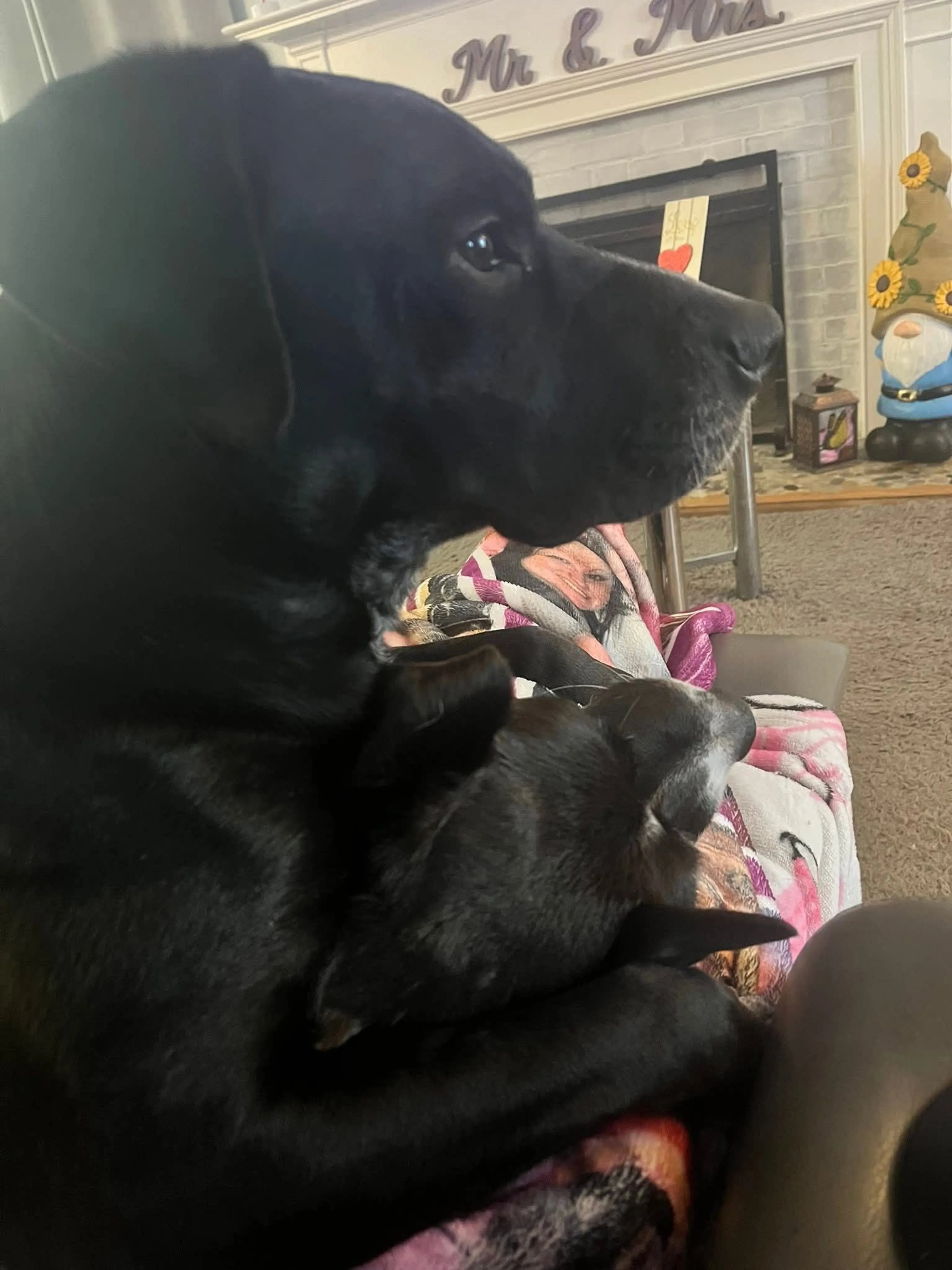 Lost pet-4