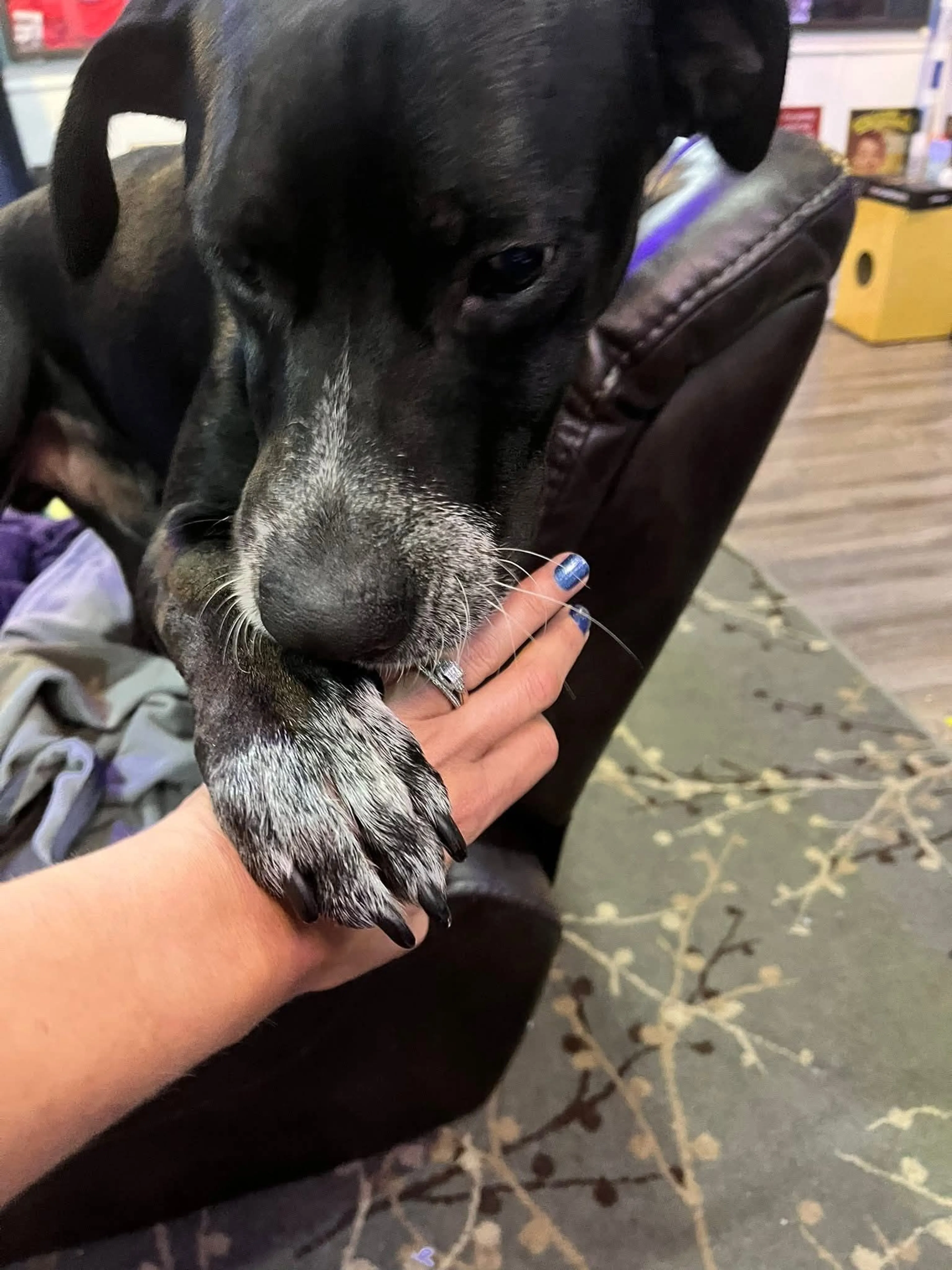 Lost pet-1