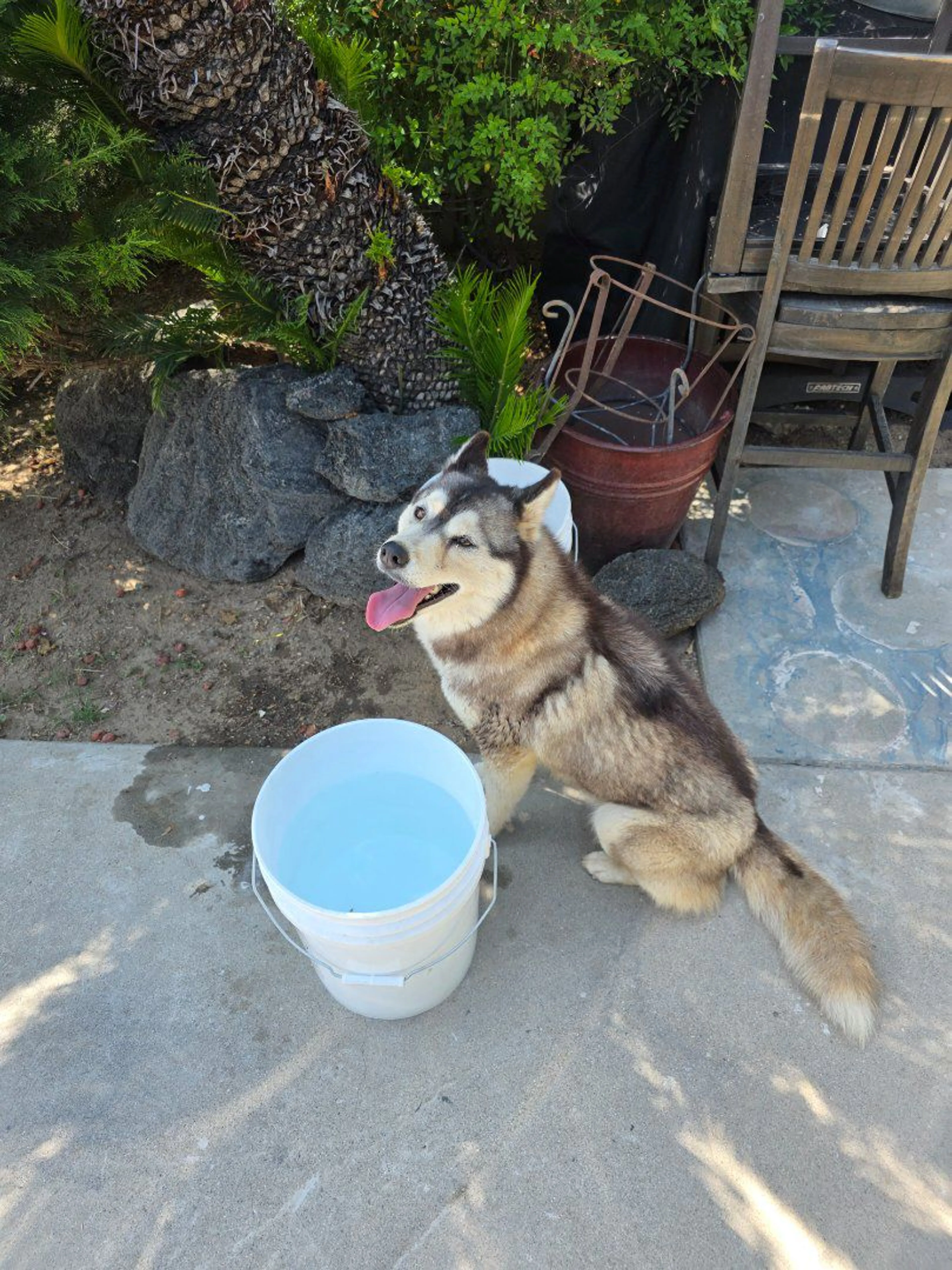 Lost pet-0