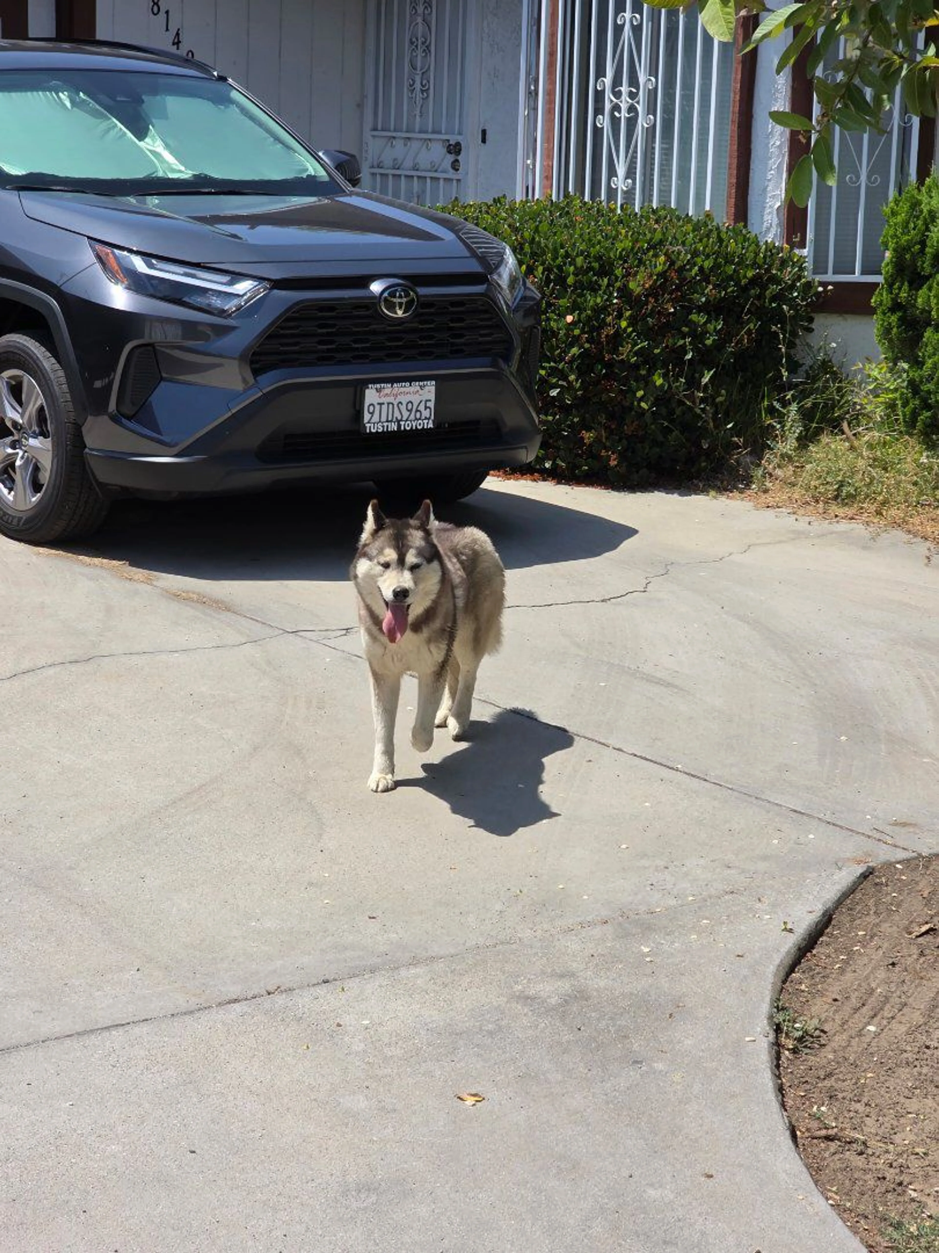Lost pet-1