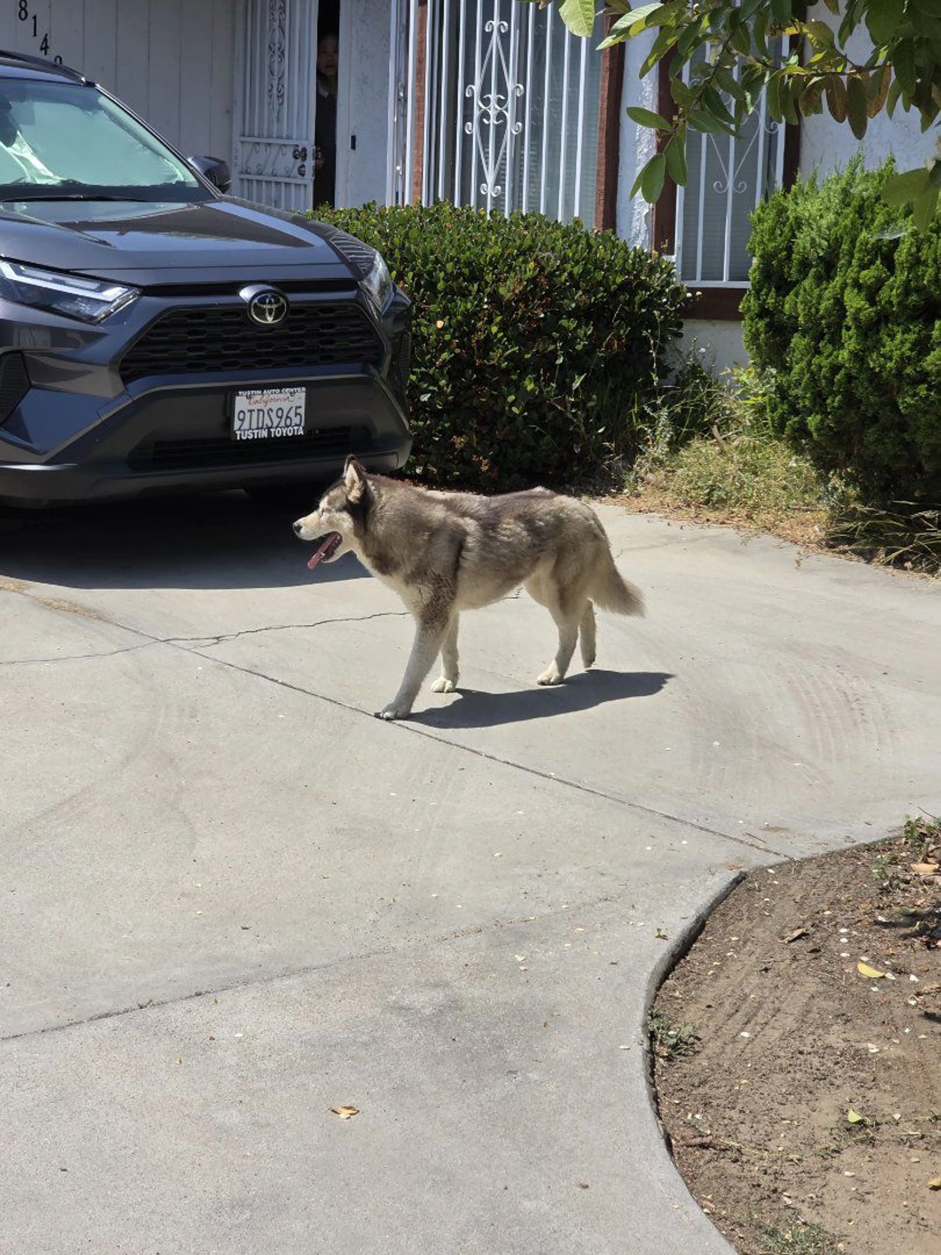 Lost pet-2