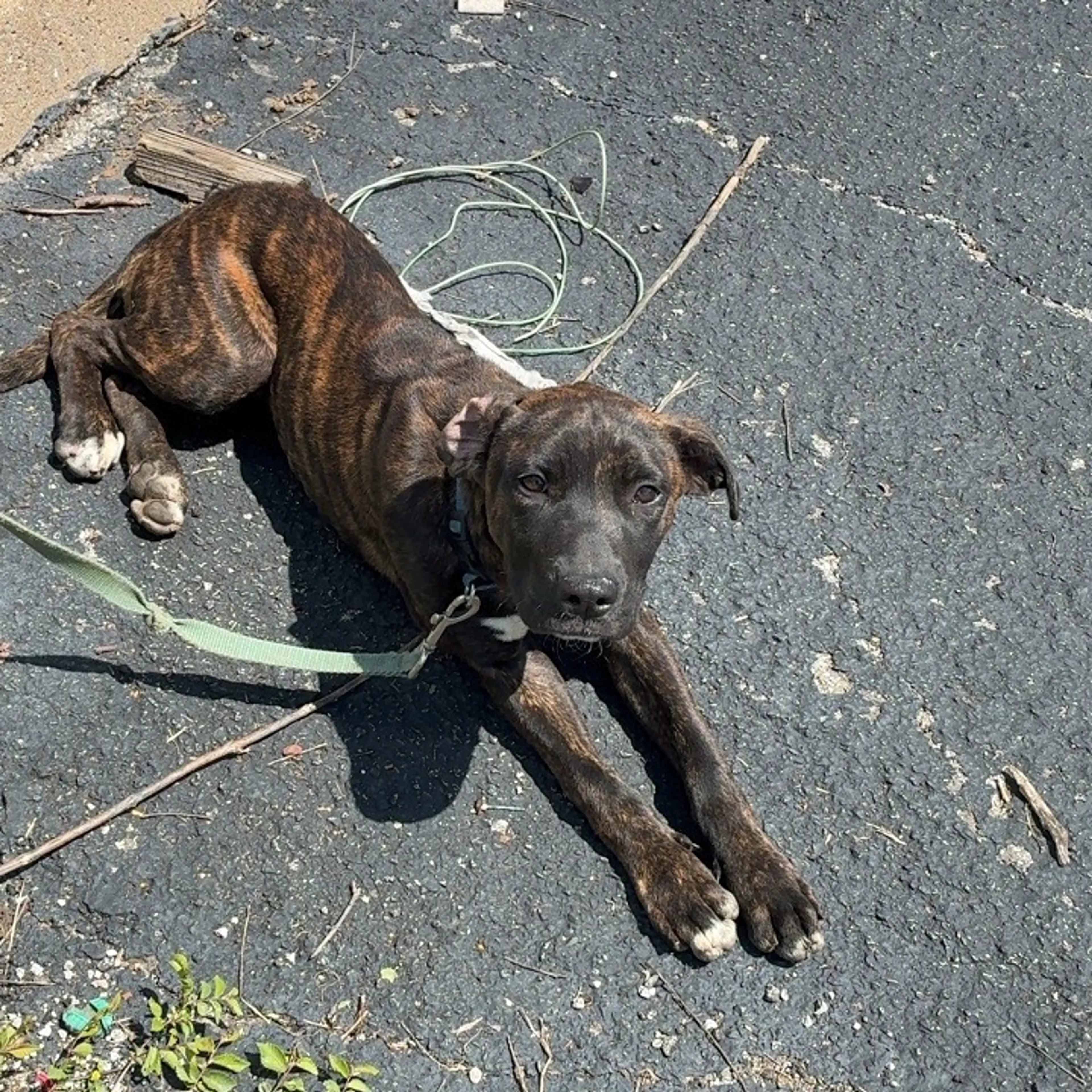 Found pet