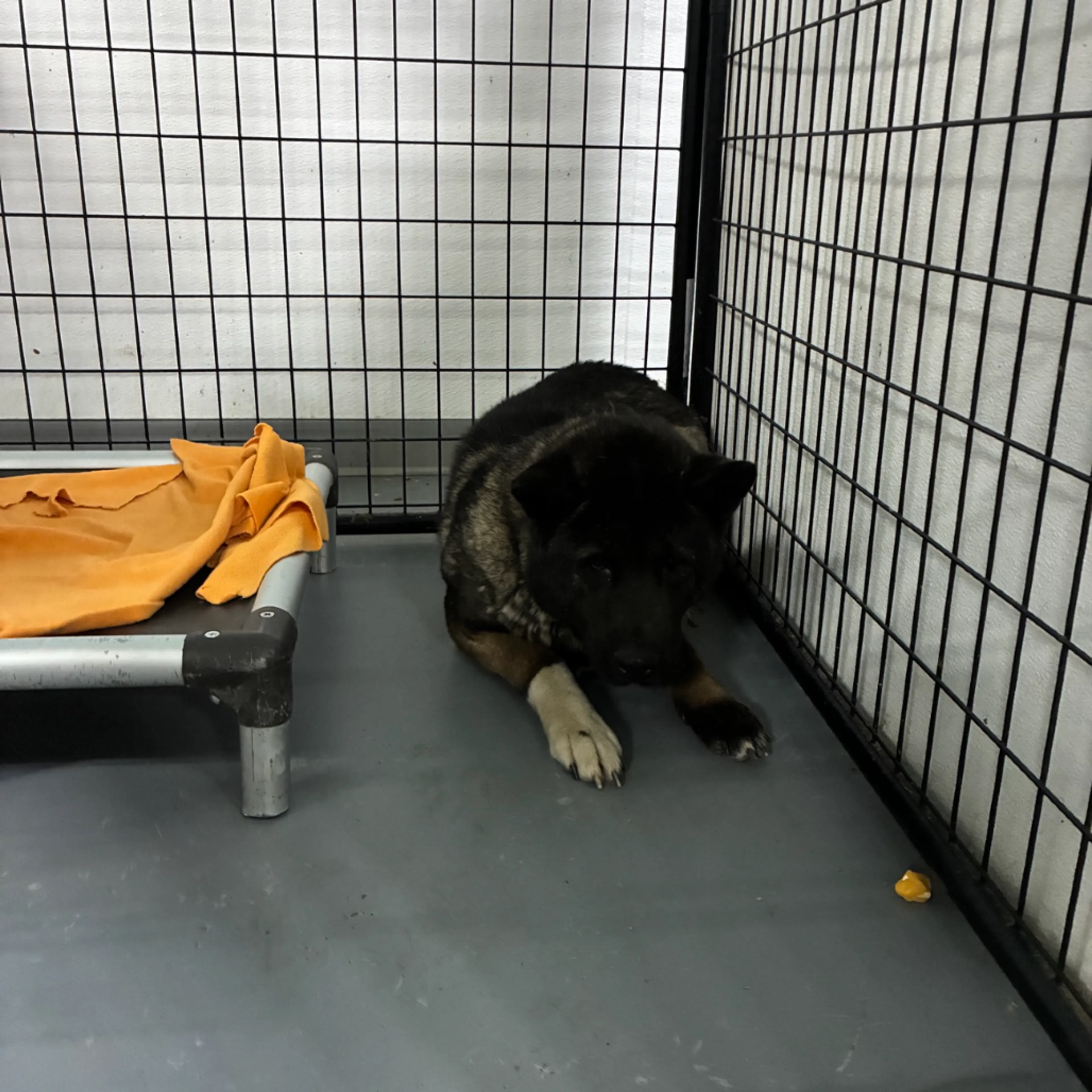 Found pet