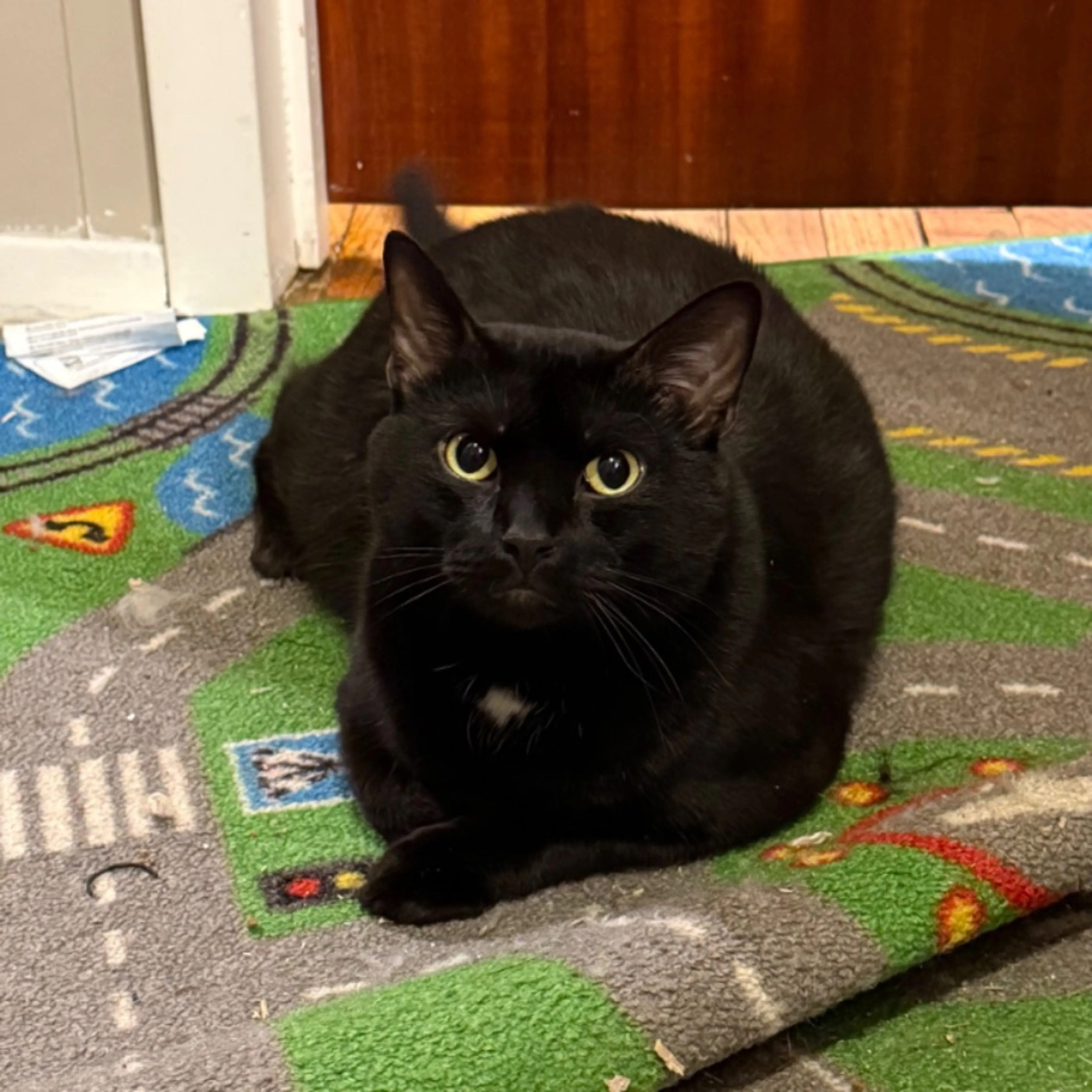 Lost pet-0